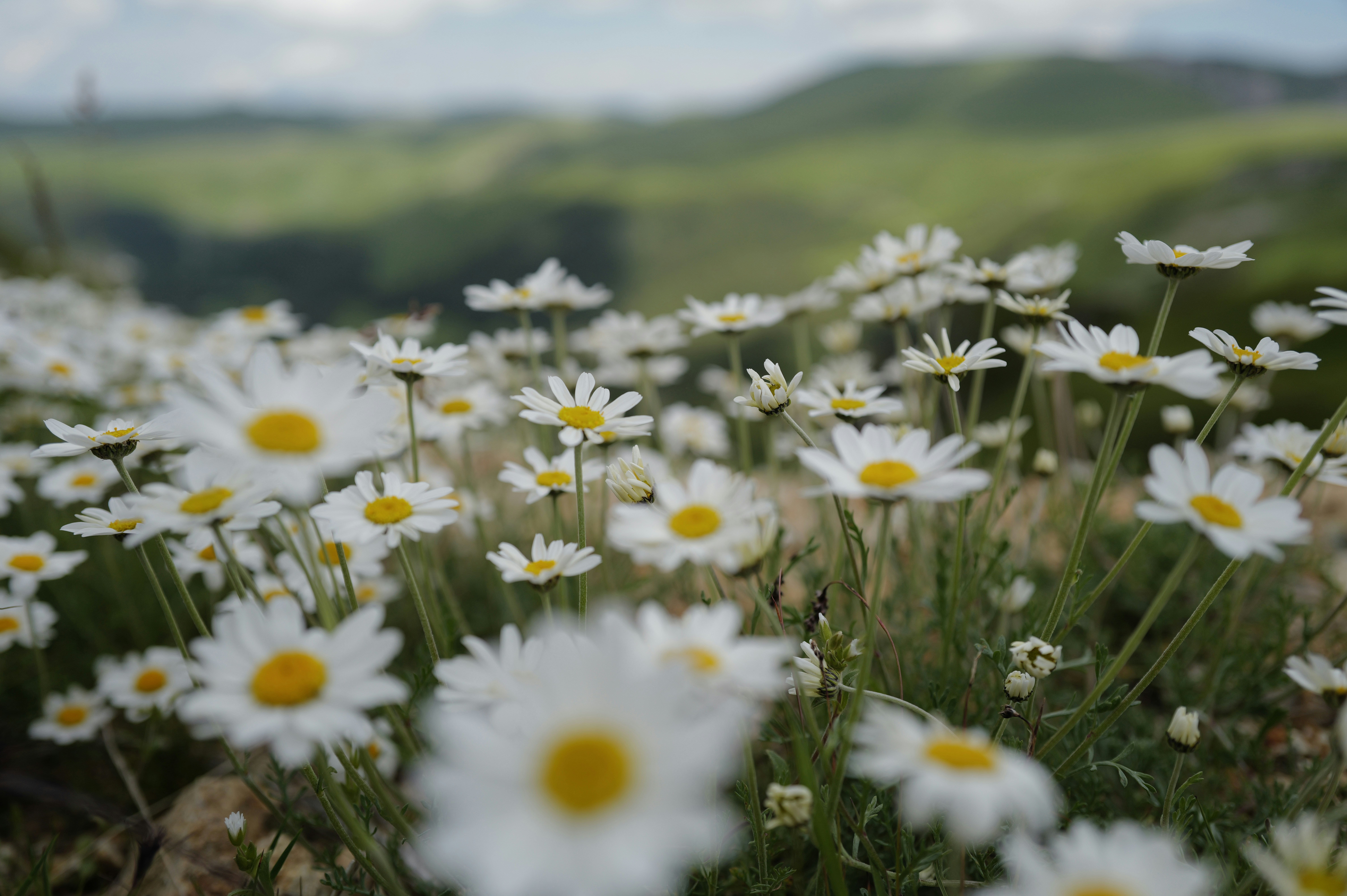 Kolasin – Geography & Spatial Structure