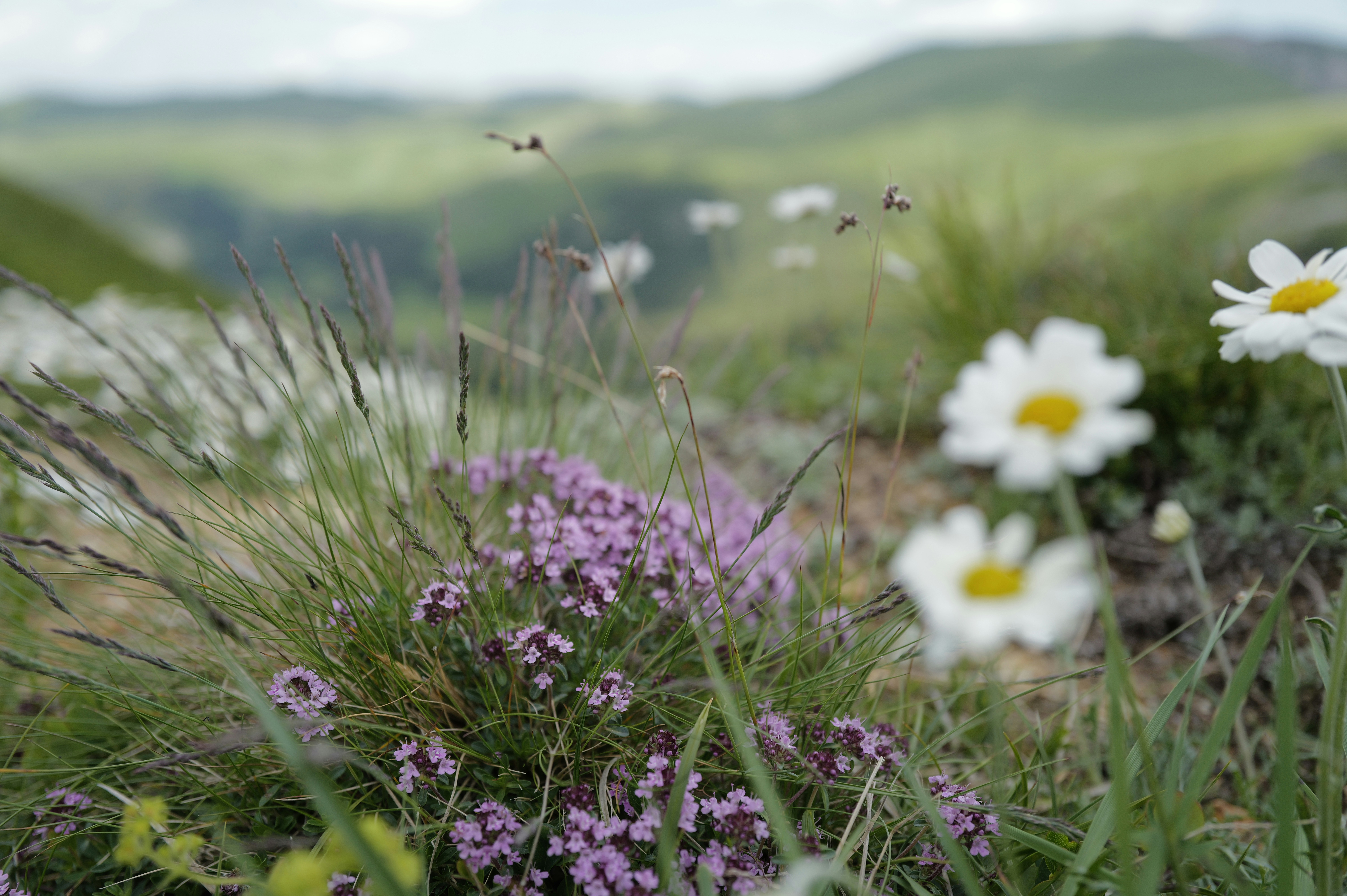 Kolasin travel photo