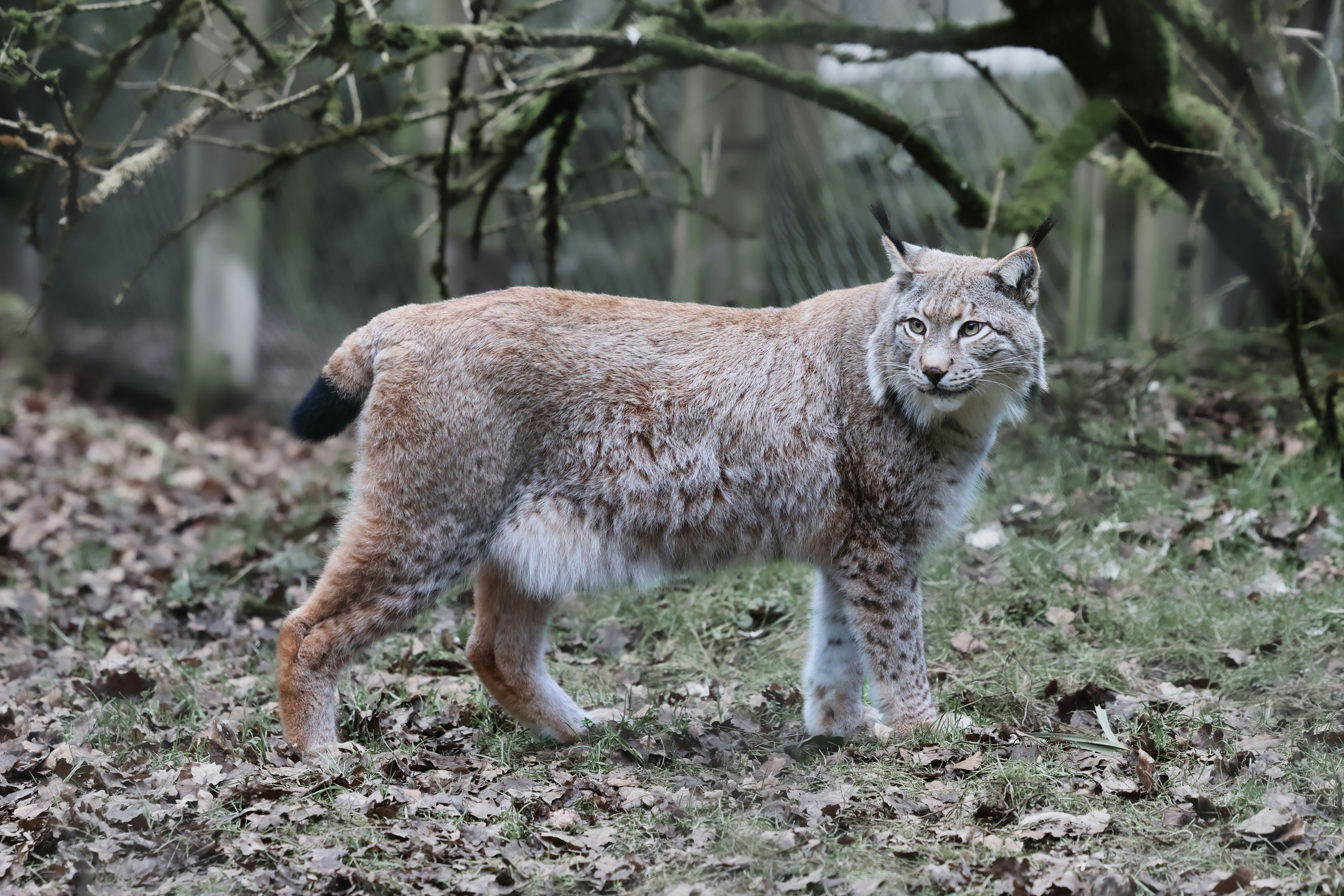 The Mountain Hunter: Puma pardoides (image credits: unsplash)