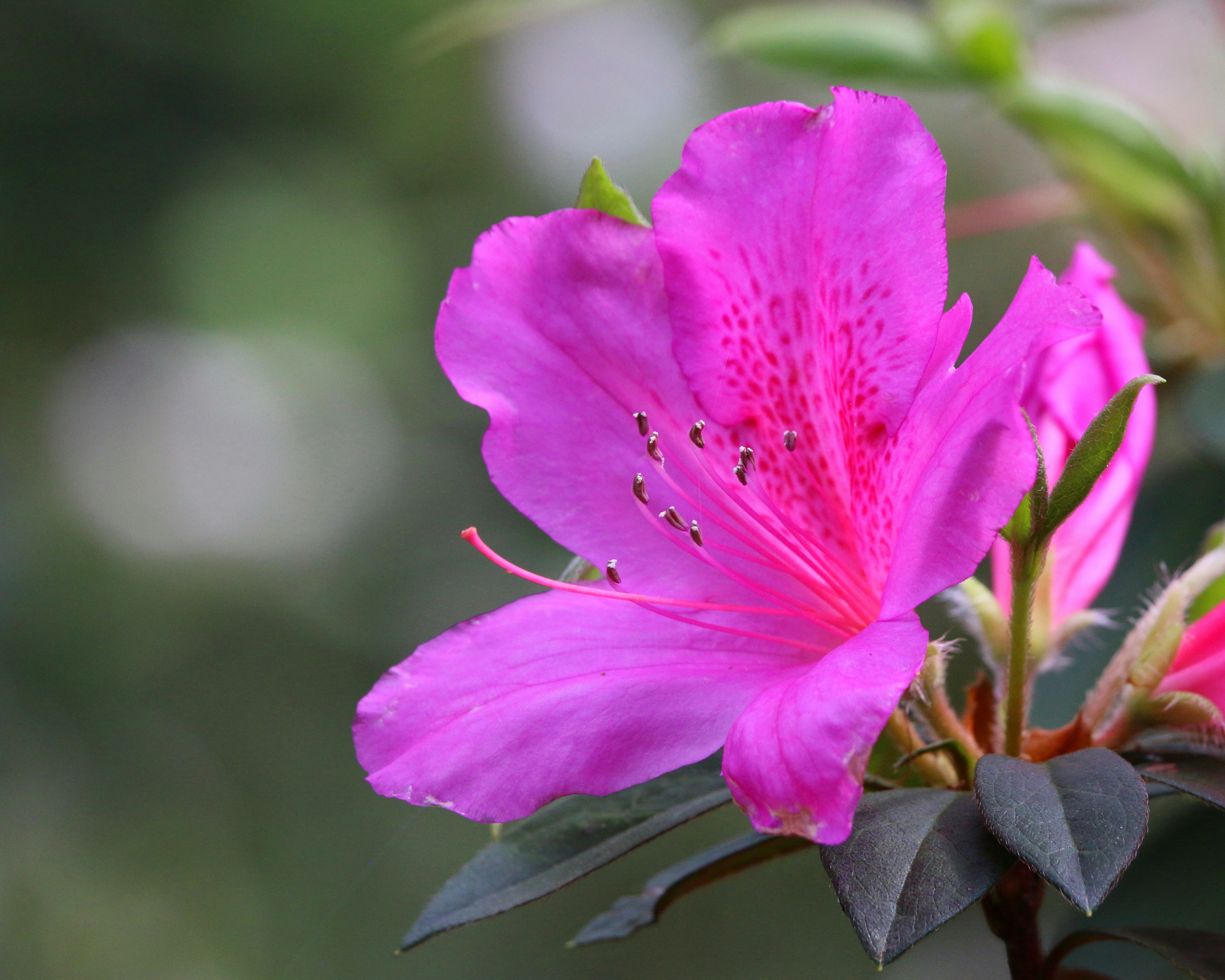 Photo by goldenplover31