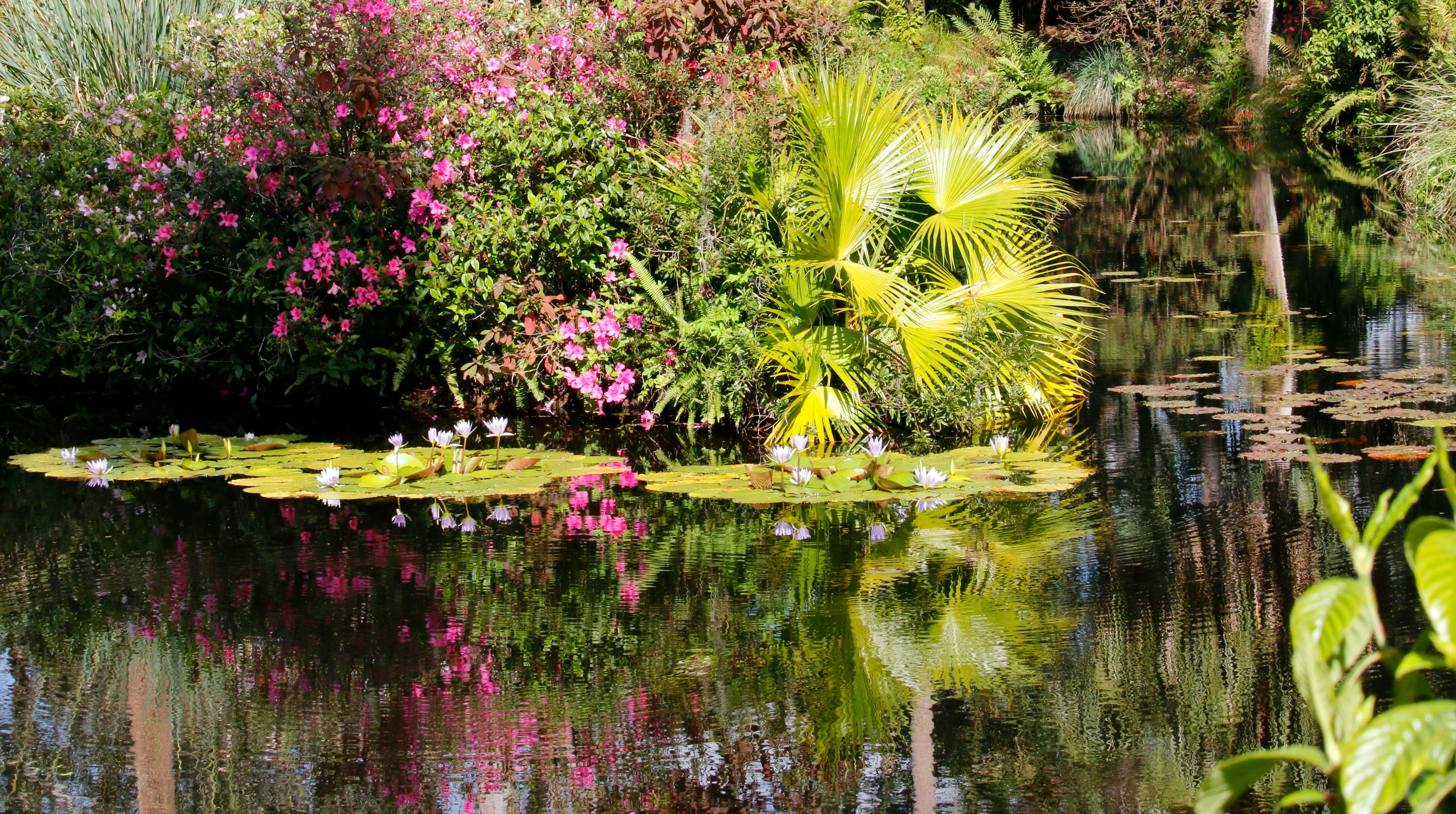 Beautiful flowers bloom around a calm pond.