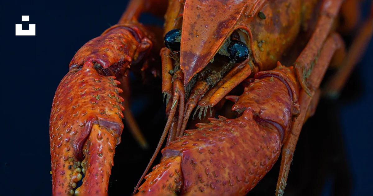 Red Cray A close-up view of a red crayfish. photo – Free Food Image on Unsplash
