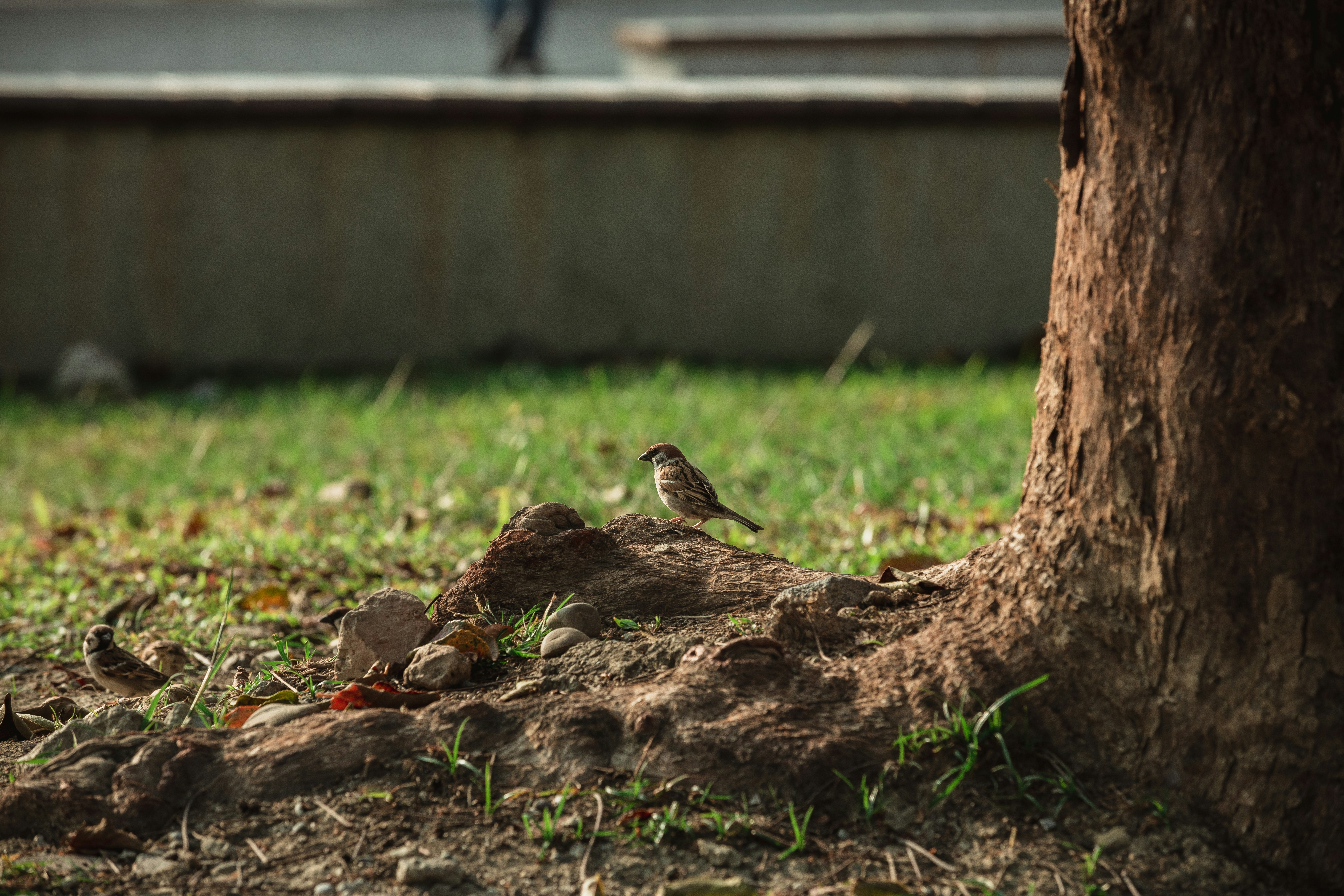 A bird sitting on the ground under a tree