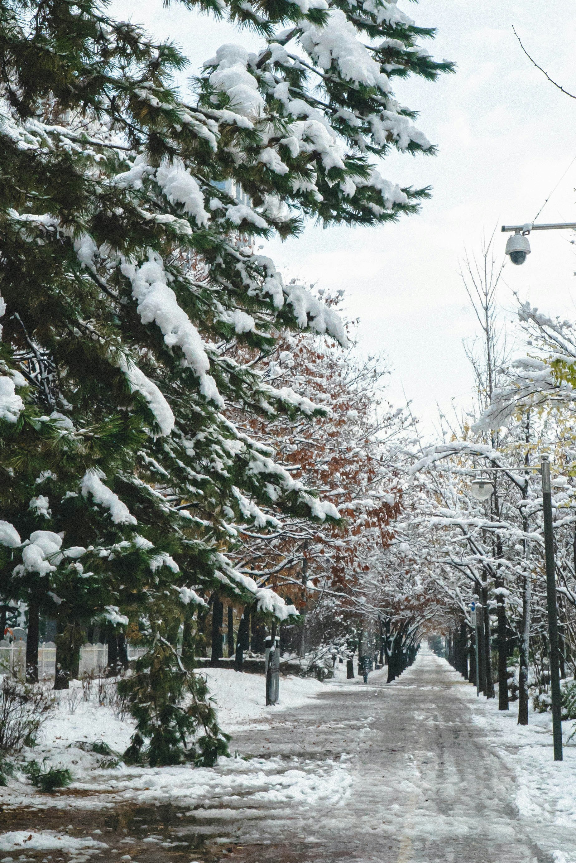 Photo by rays_pickpic