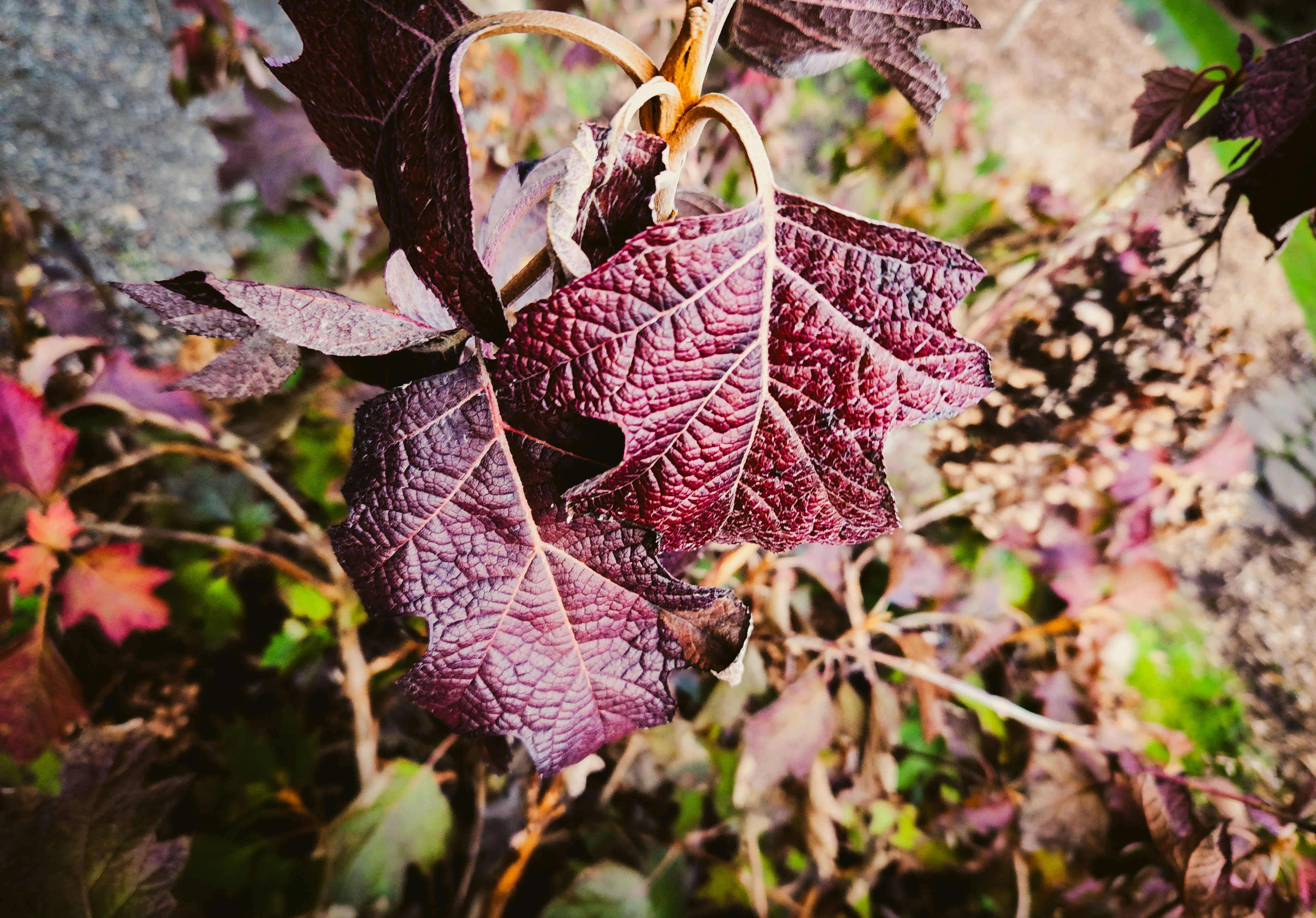 A close up of a leaf on a tree
