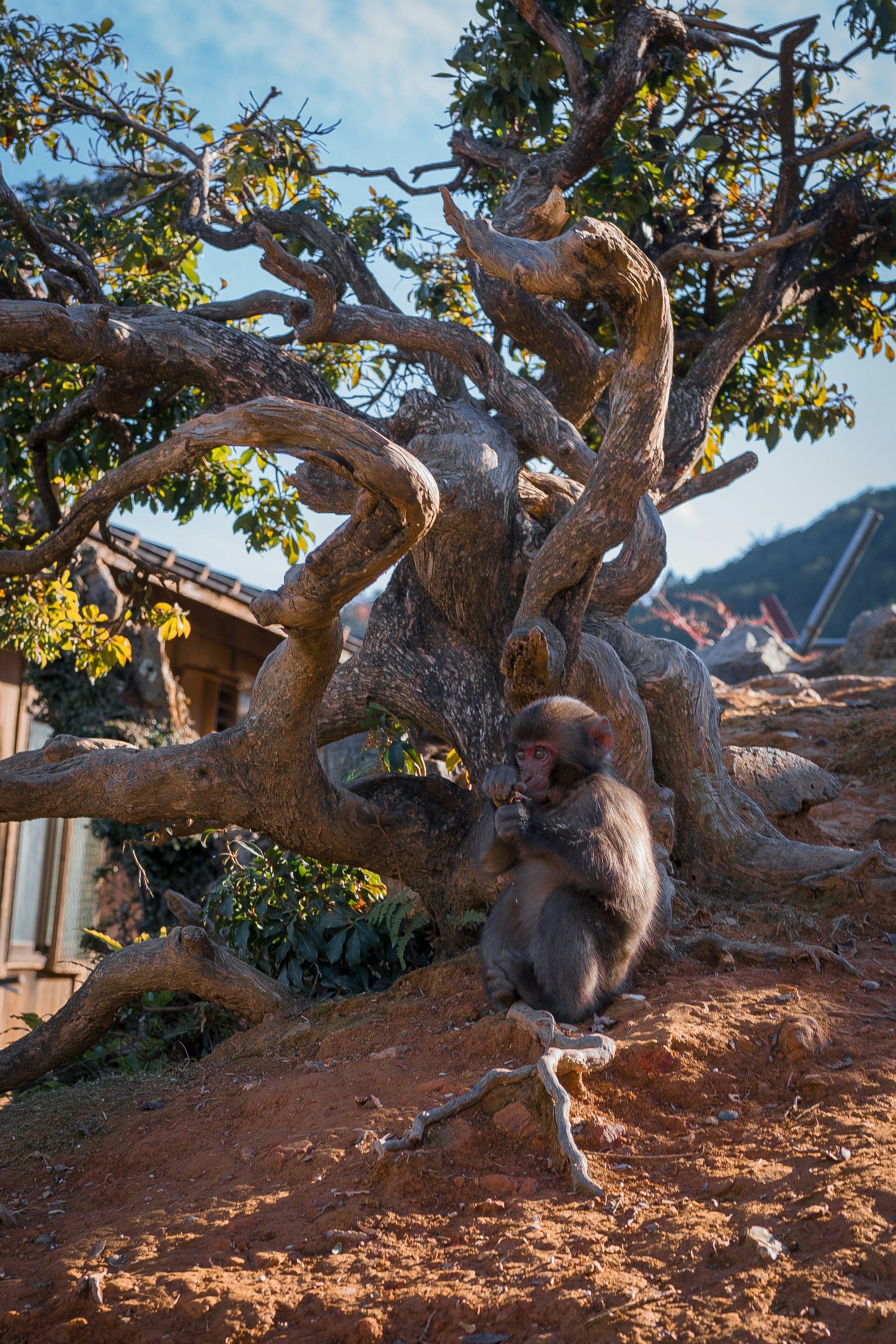 A monkey sits under a tree.