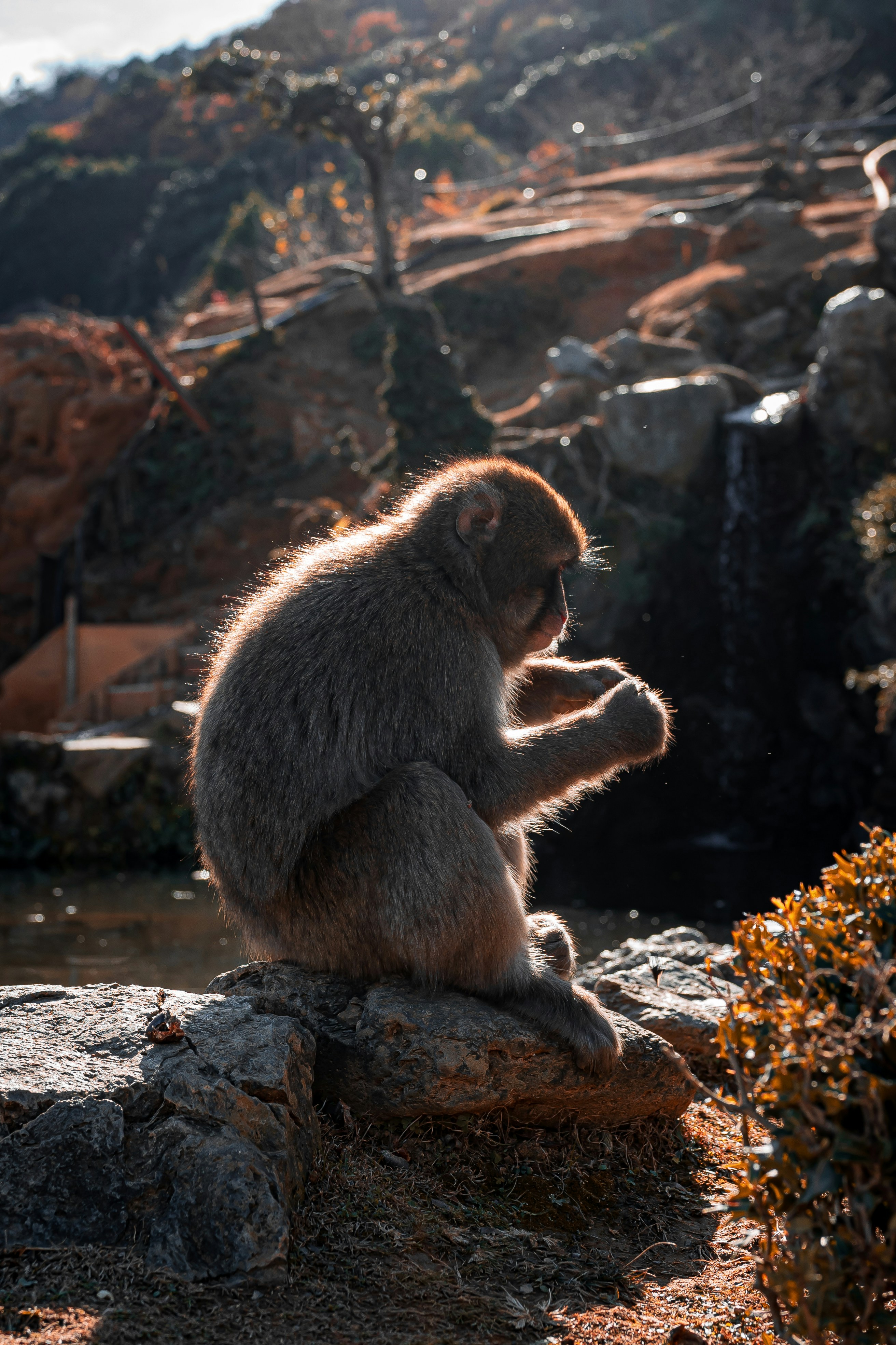A monkey sits on a rock, enjoying the scenery.