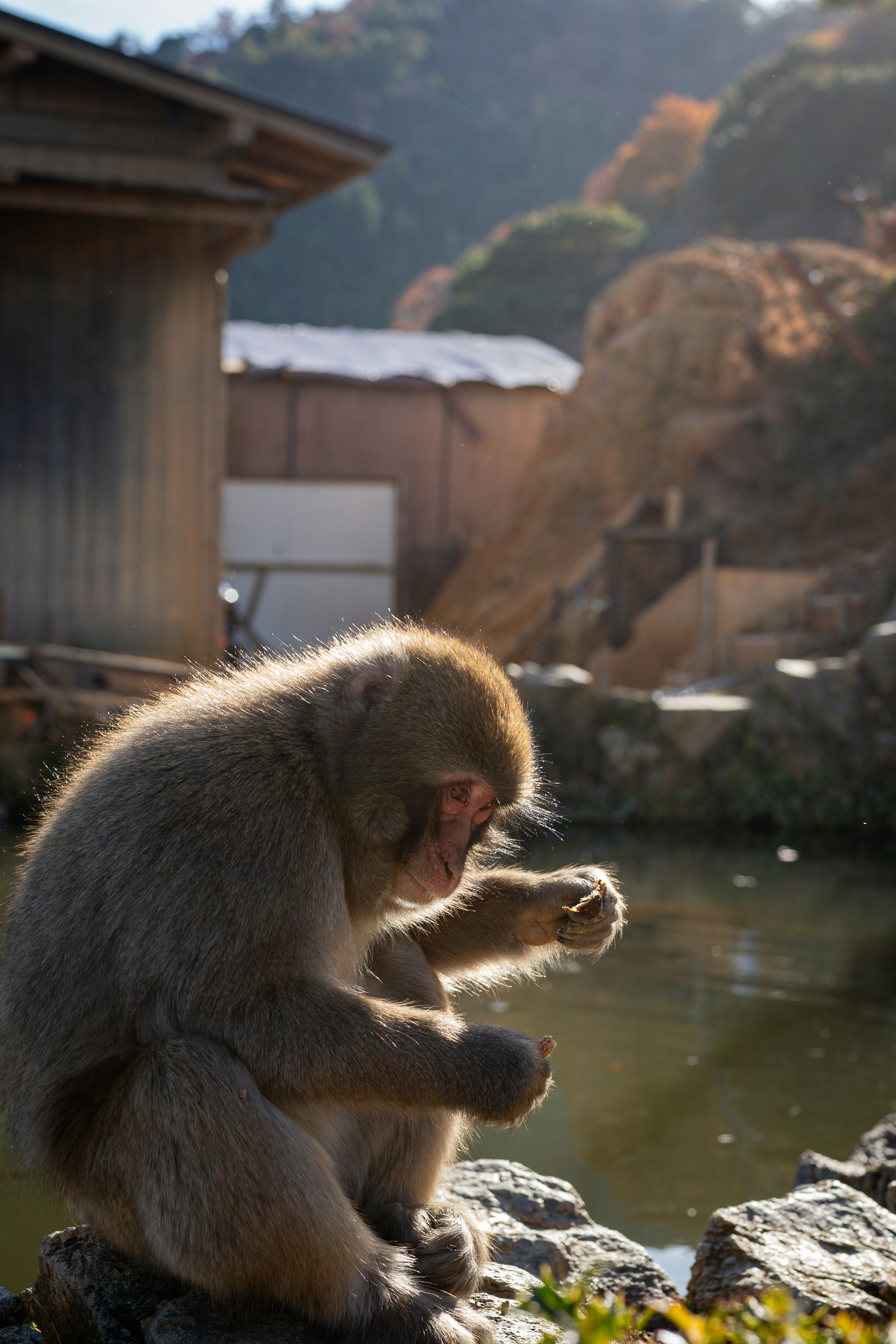 Monkey sits by the water, enjoying the sun.