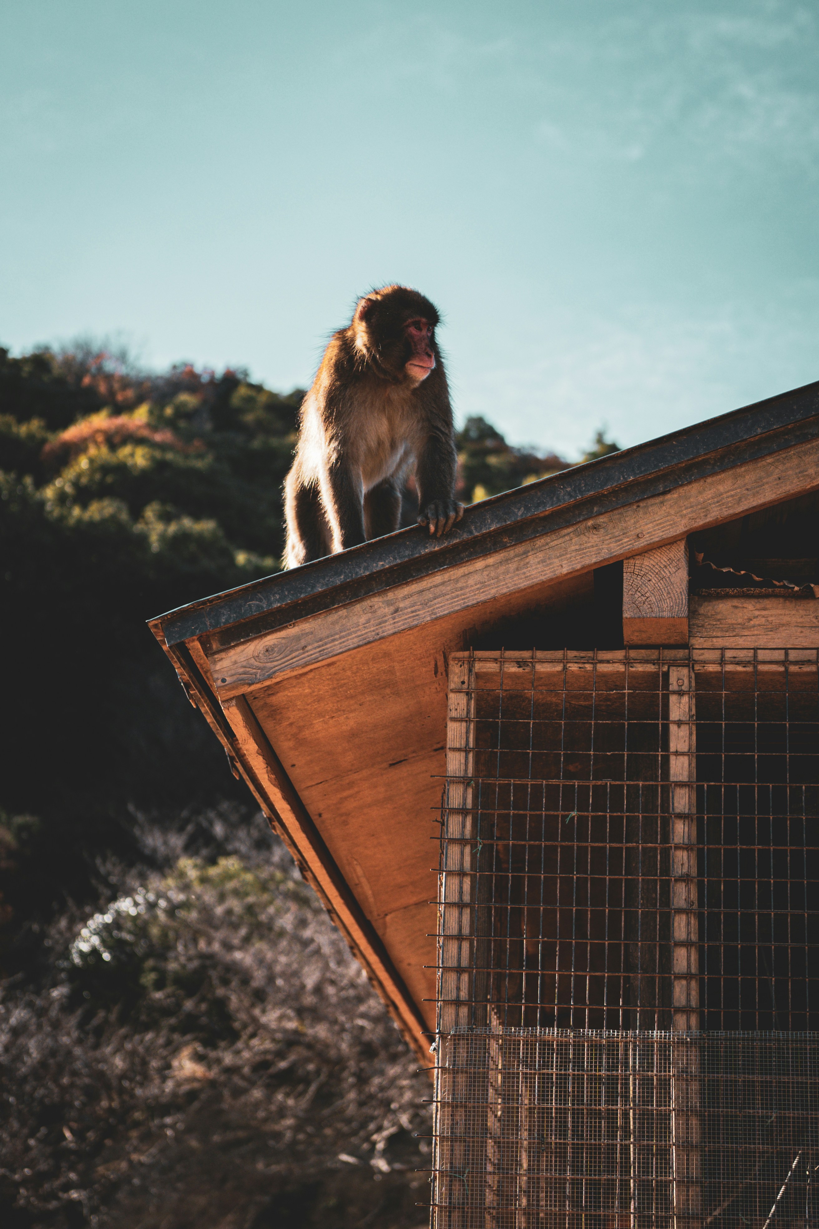 A monkey perched on the roof.