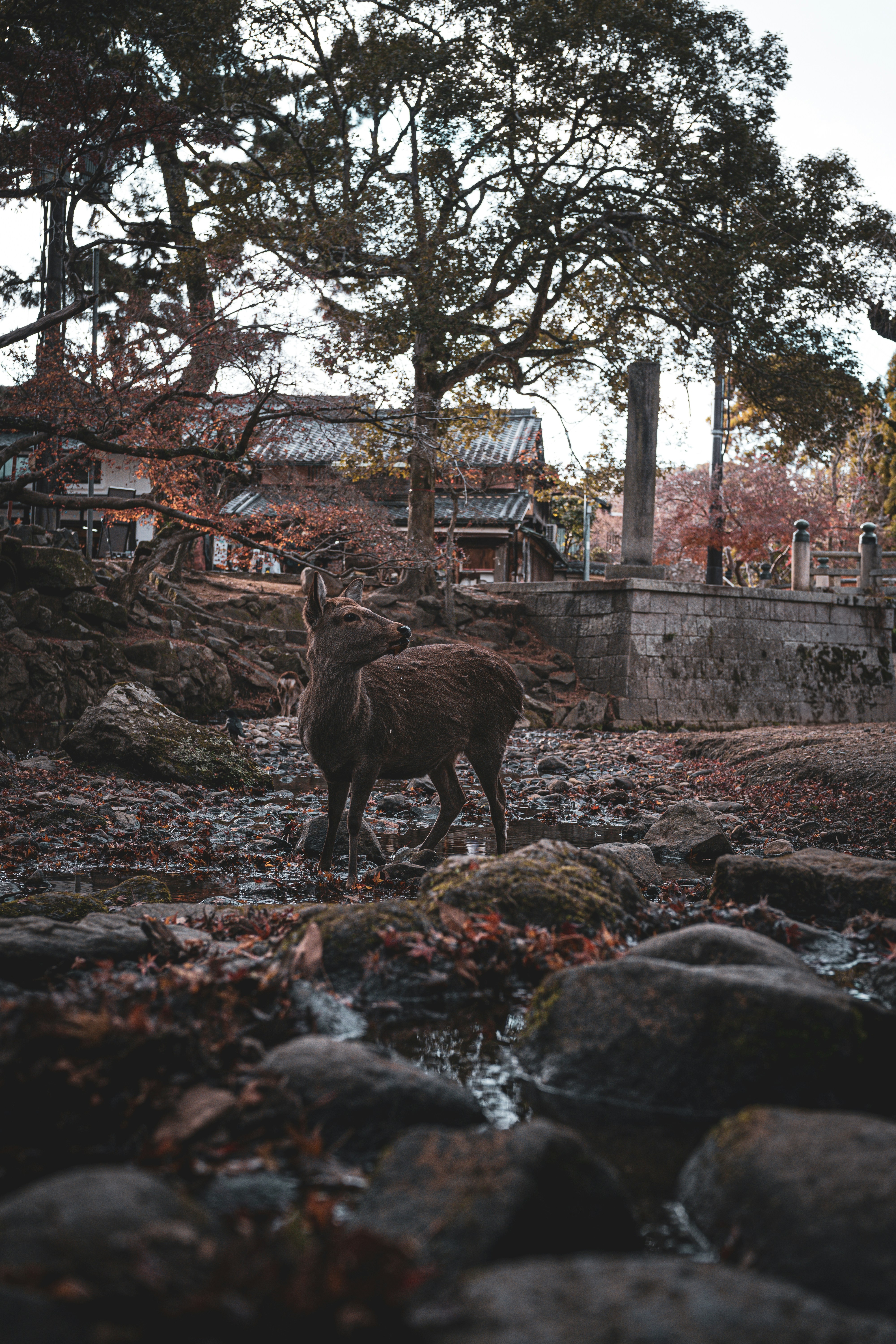 The Morning Plan: Nara Park and Todai-ji