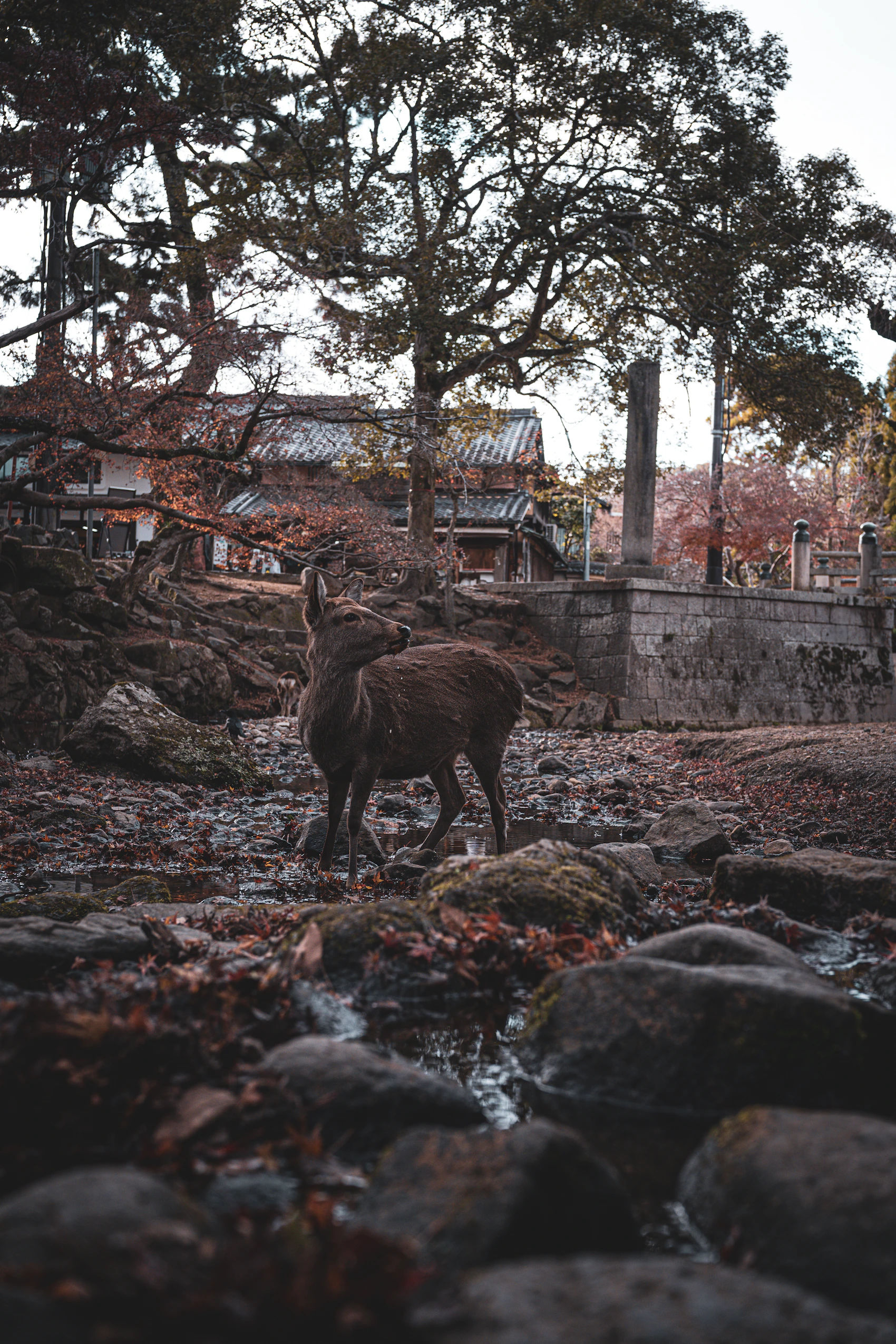 Deer beside a traditional temple in Nara Park, Japan