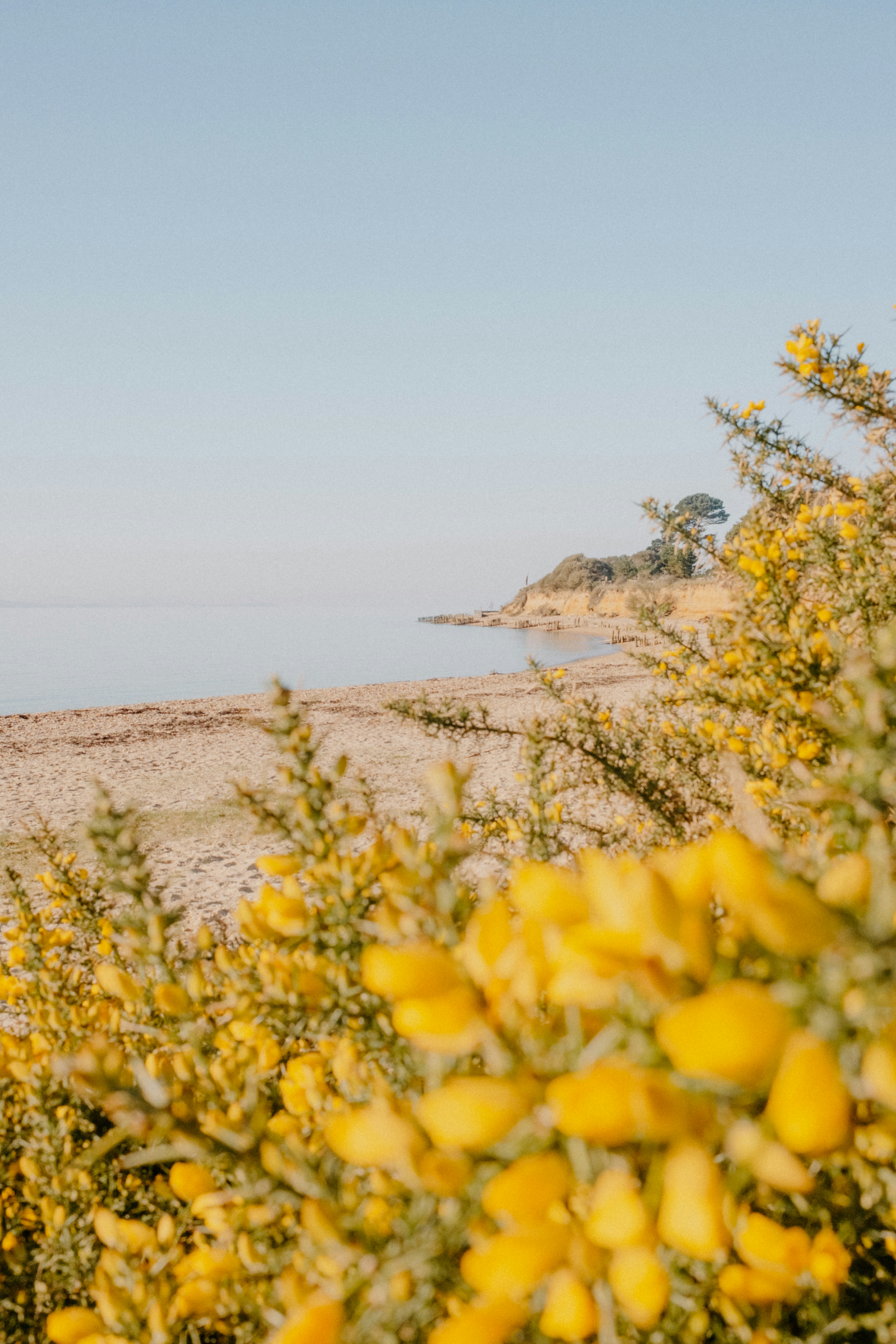 A beach with yellow flowers in the foreground
