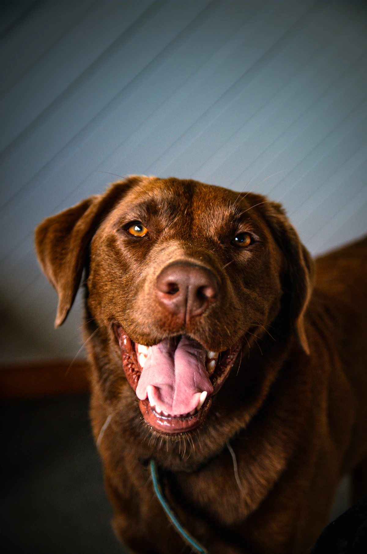 10 Family-Friendly Dog Breeds Worth Considering
