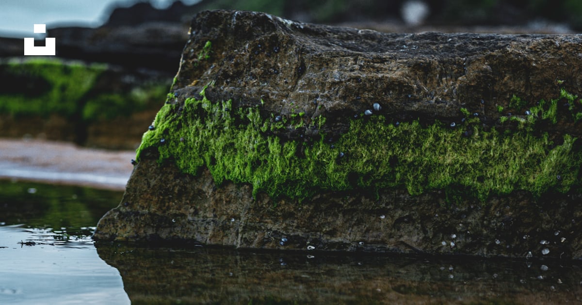 A rock with green algae reflects in the water. photo – Free Rock Image ...