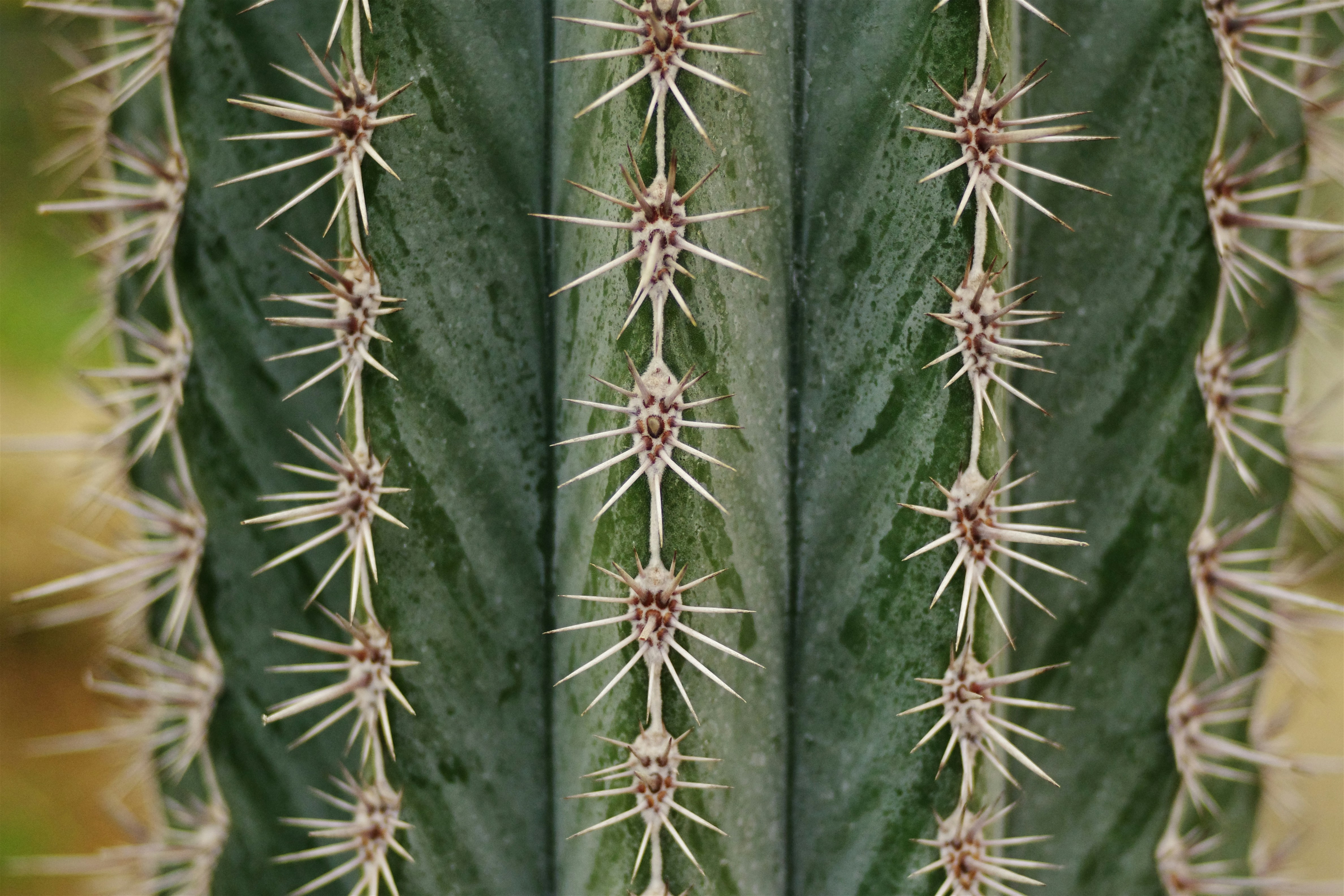 Nahaufnahme eines stacheligen Kaktus mit scharfen Stacheln. Foto   Kostenloses Bild zum Thema Grn auf Unsplash