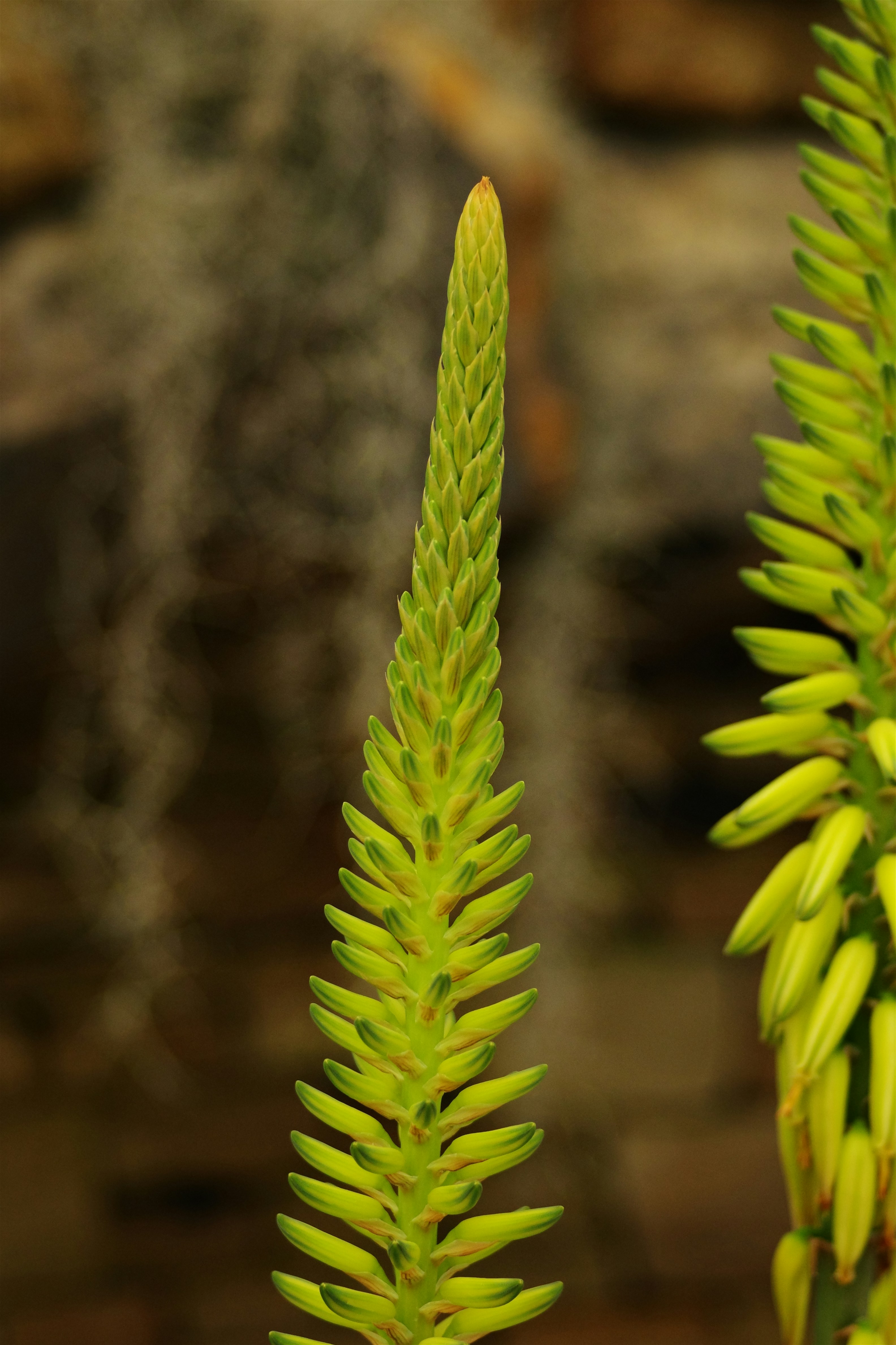 Aloe vera flower in a bright and vibrant green.