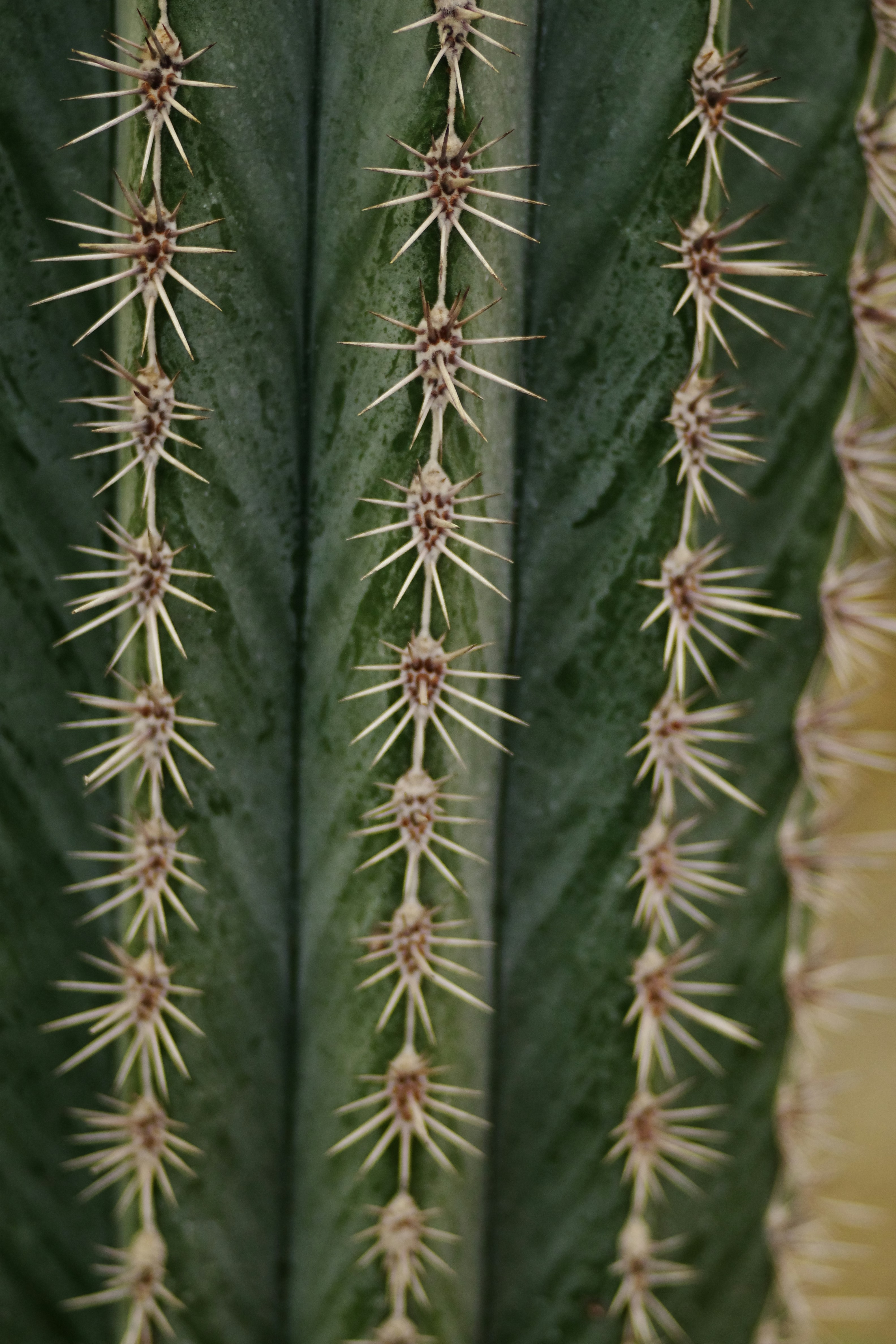 Close-up of a prickly cactus with sharp spines. photo  Free Green Image on  Unsplash