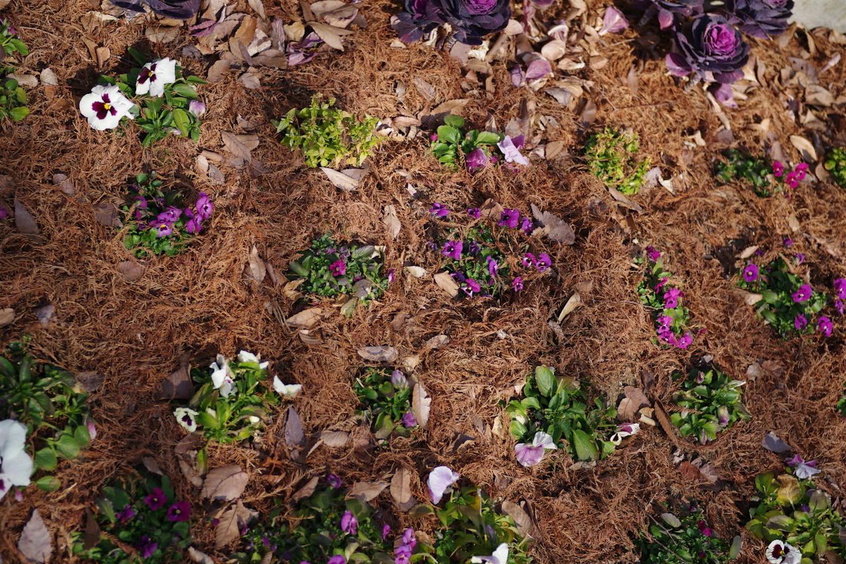 Flowers and plants growing in a fresh mulched garden bed