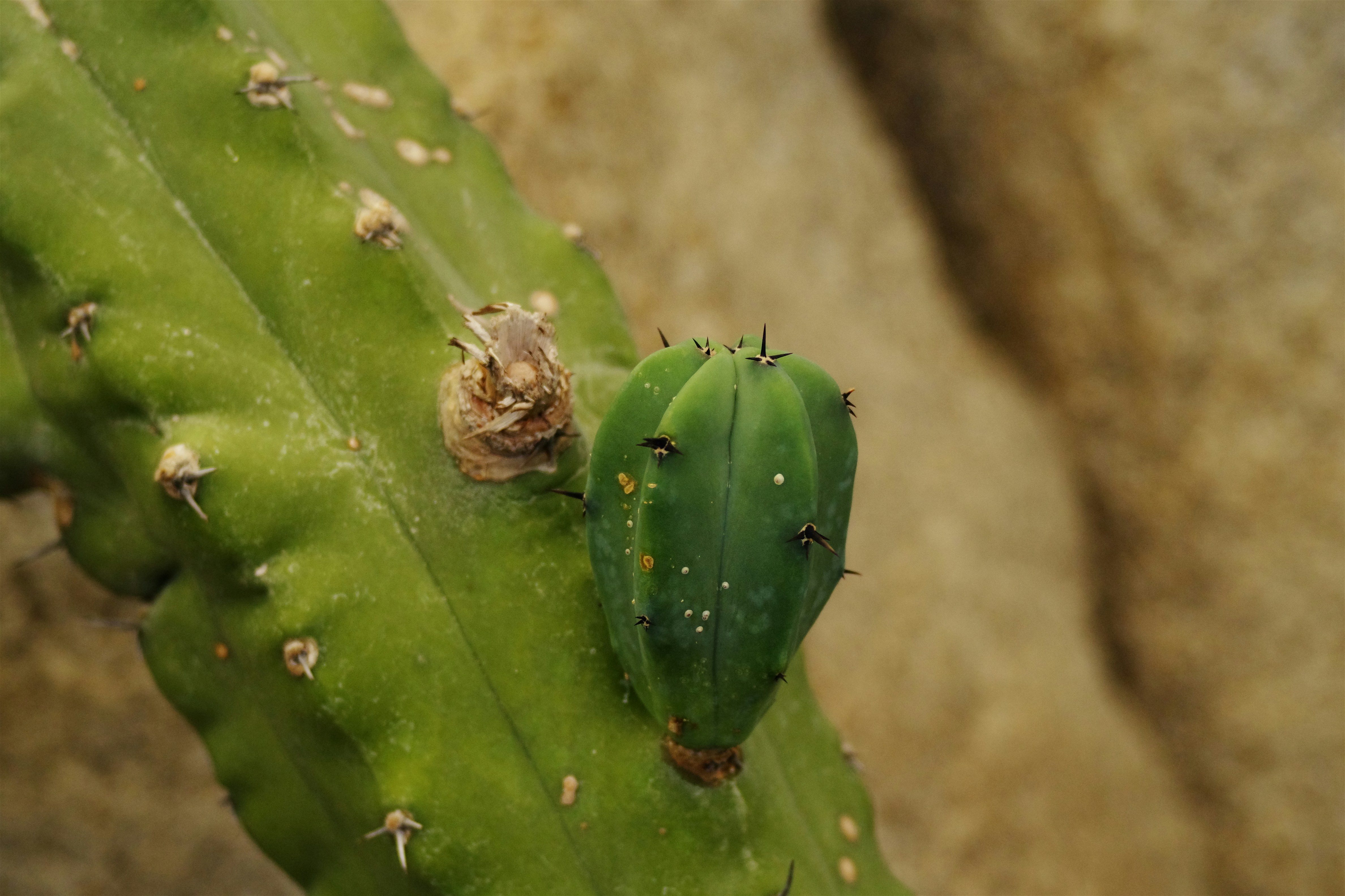 A green cactus with a bud is visible.