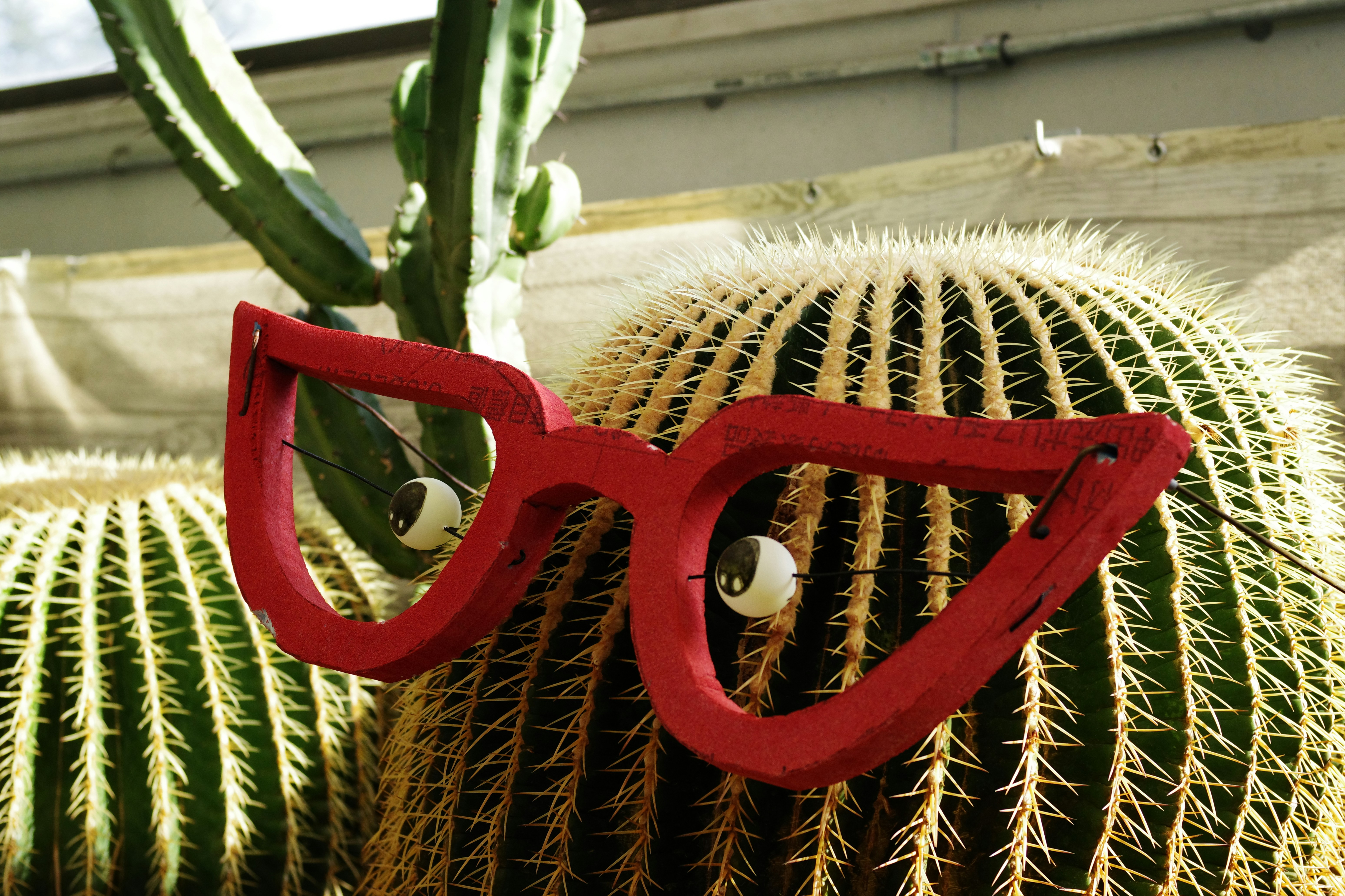 Kaktus mit roter Brille, der skurril aussieht. Foto  Kostenloses Bild zum  Thema Pflanze auf Unsplash