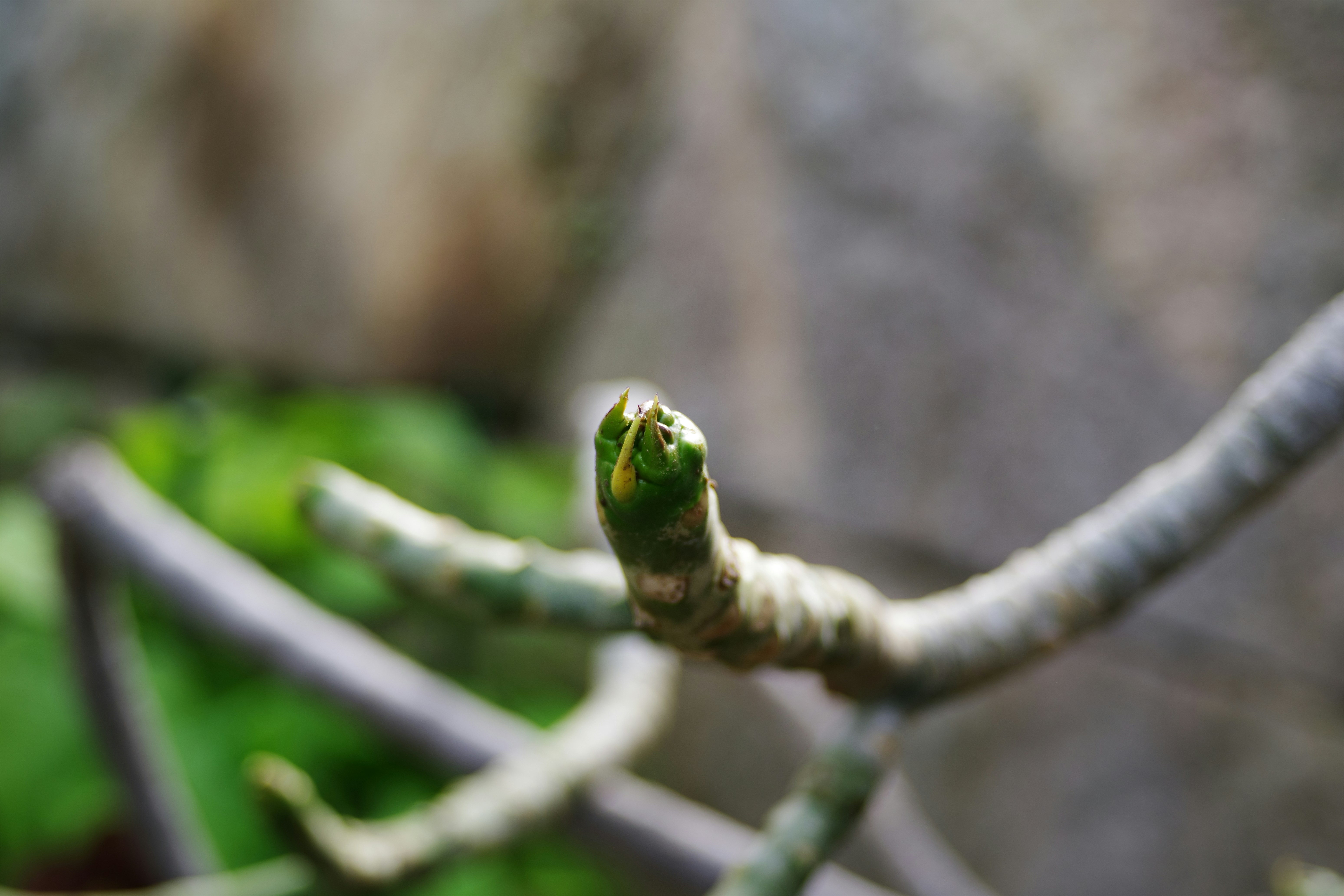 A bud is emerging from this branch.