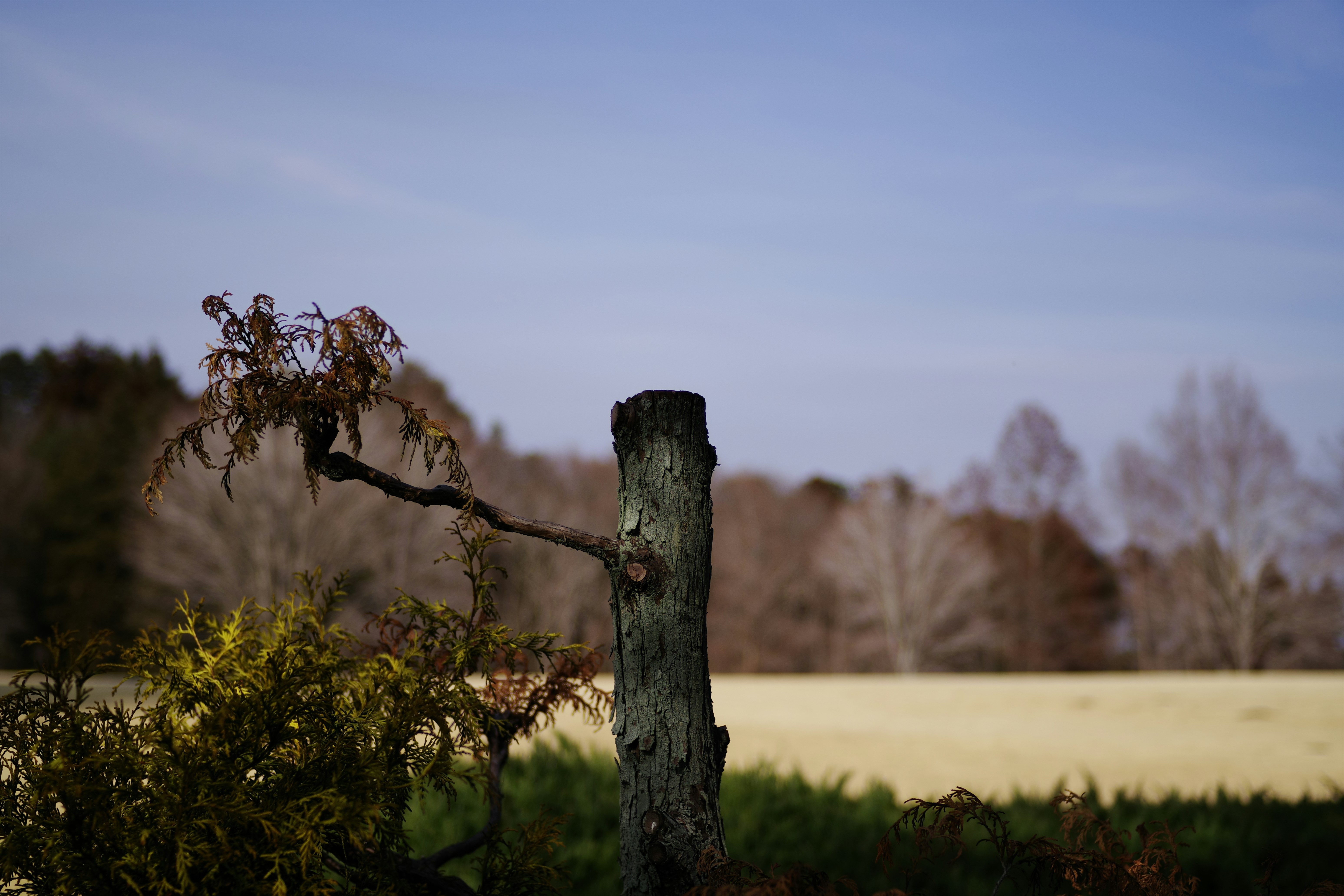 A fence post with branch in a field.