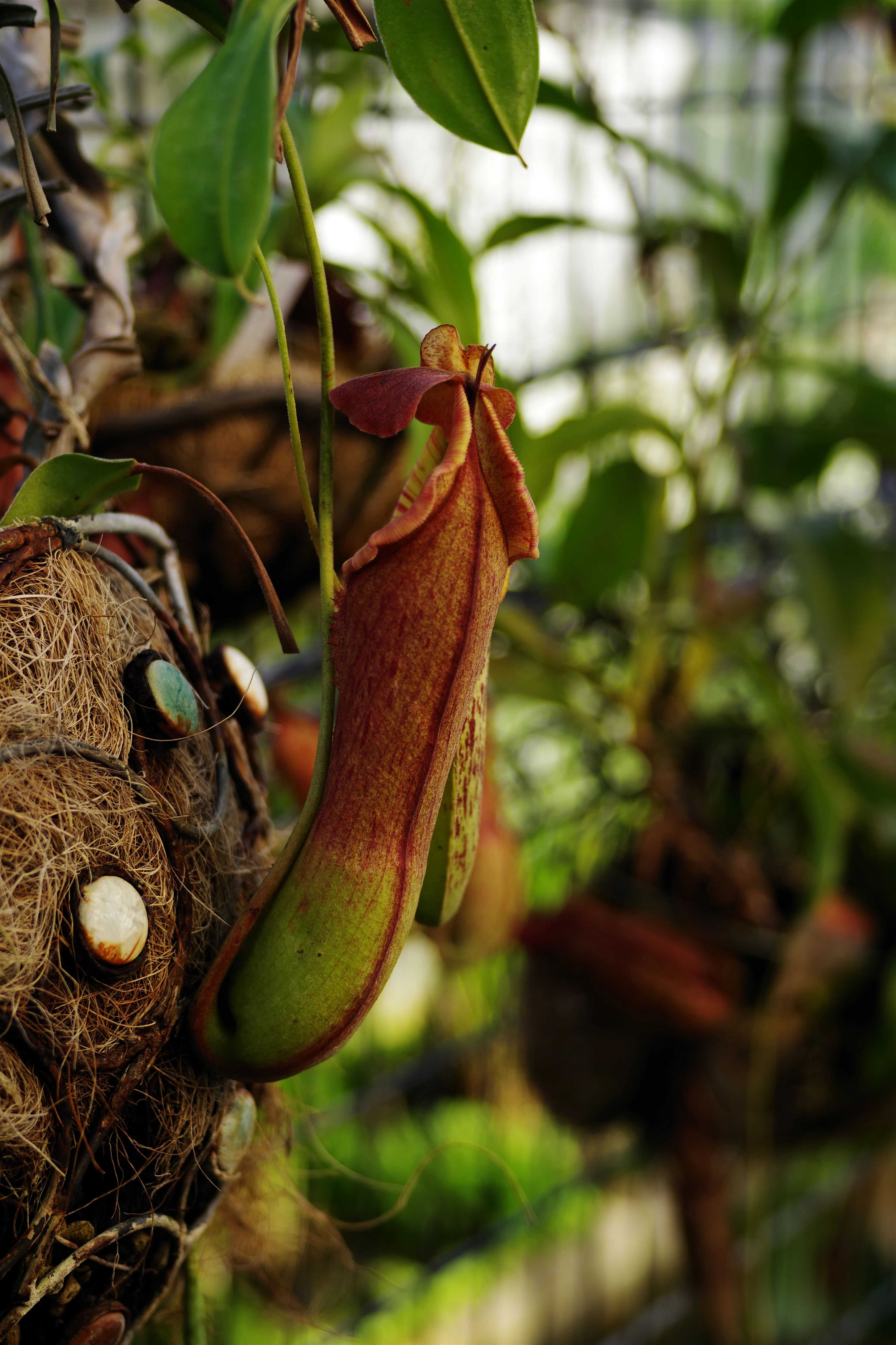 A stunning close-up of a Nepenthes pitcher showing the intricate peristome and colorful lid.