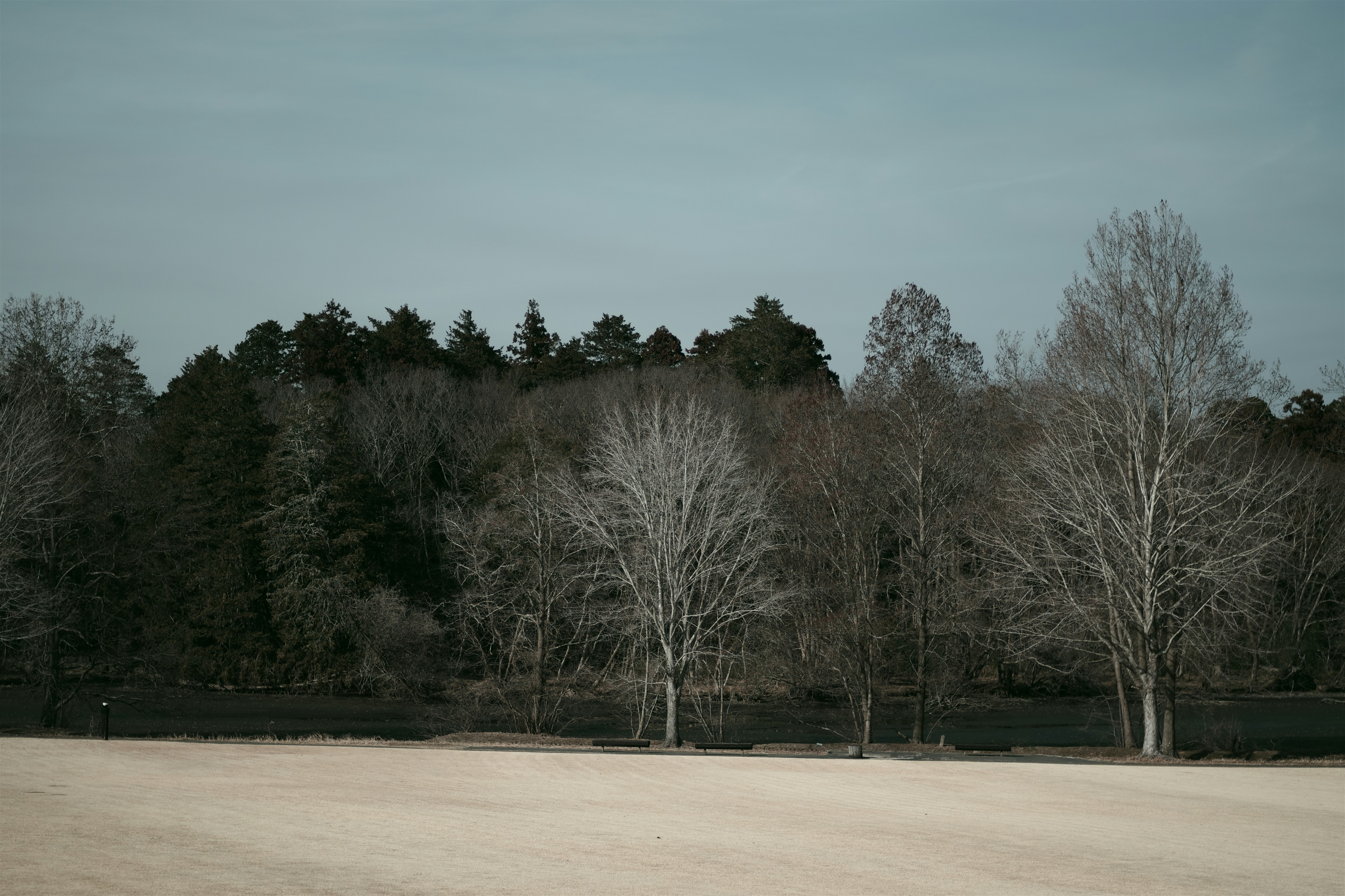 Bare trees stand before a dark forest backdrop.