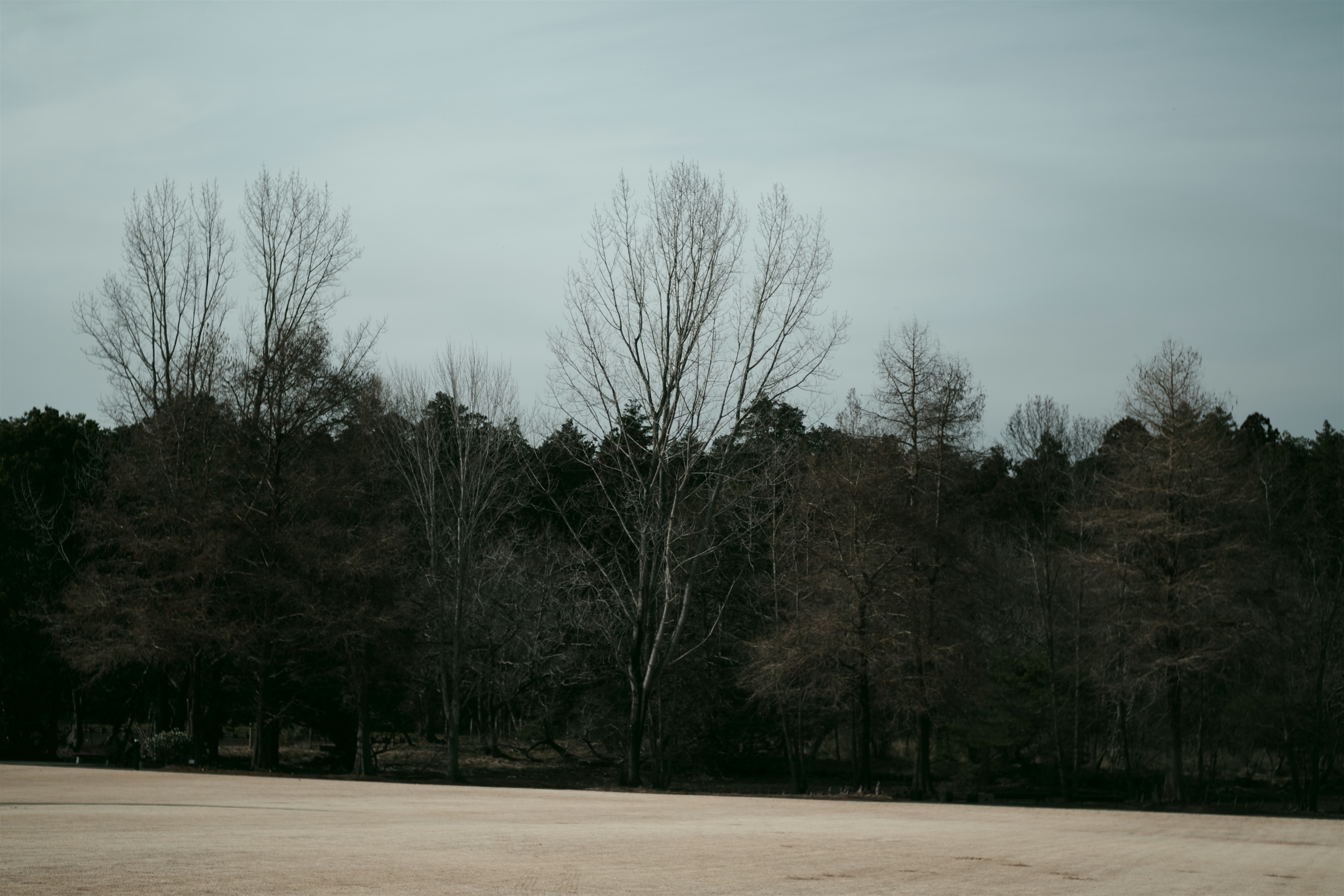 Trees stand silhouetted against a cloudy sky.