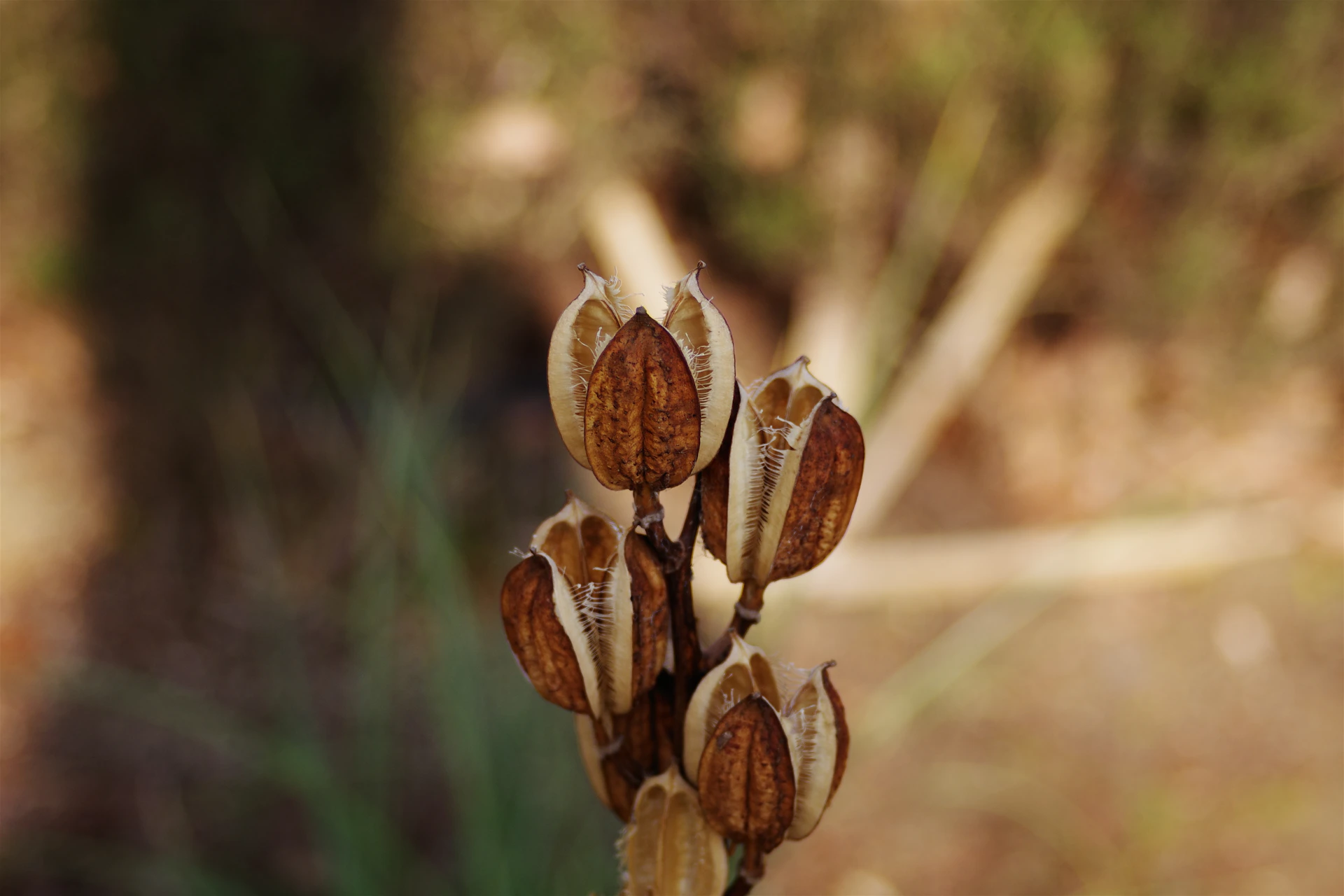 Dried seed pods are clustered together in nature.