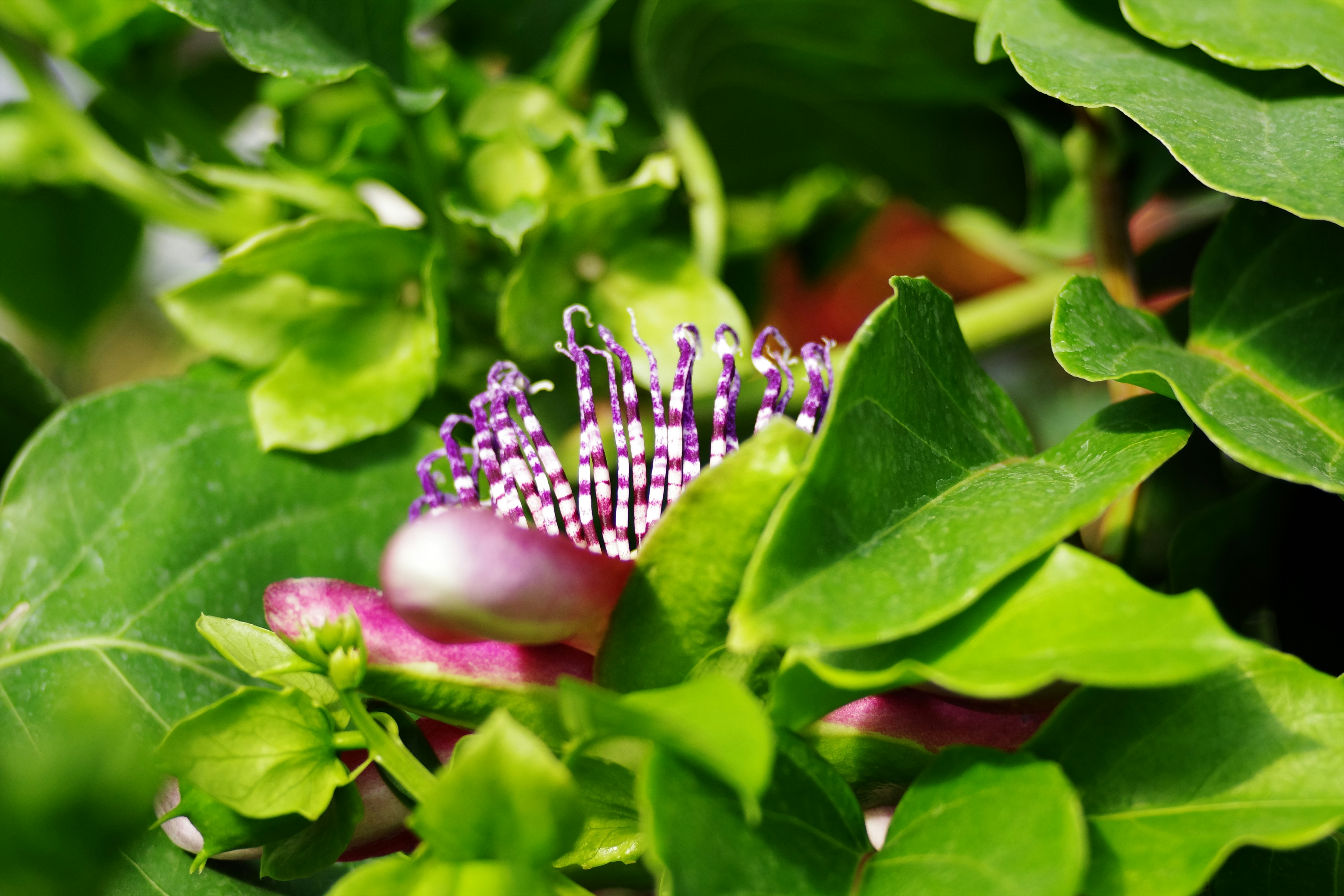 Flower peeks out from vibrant green leaves.