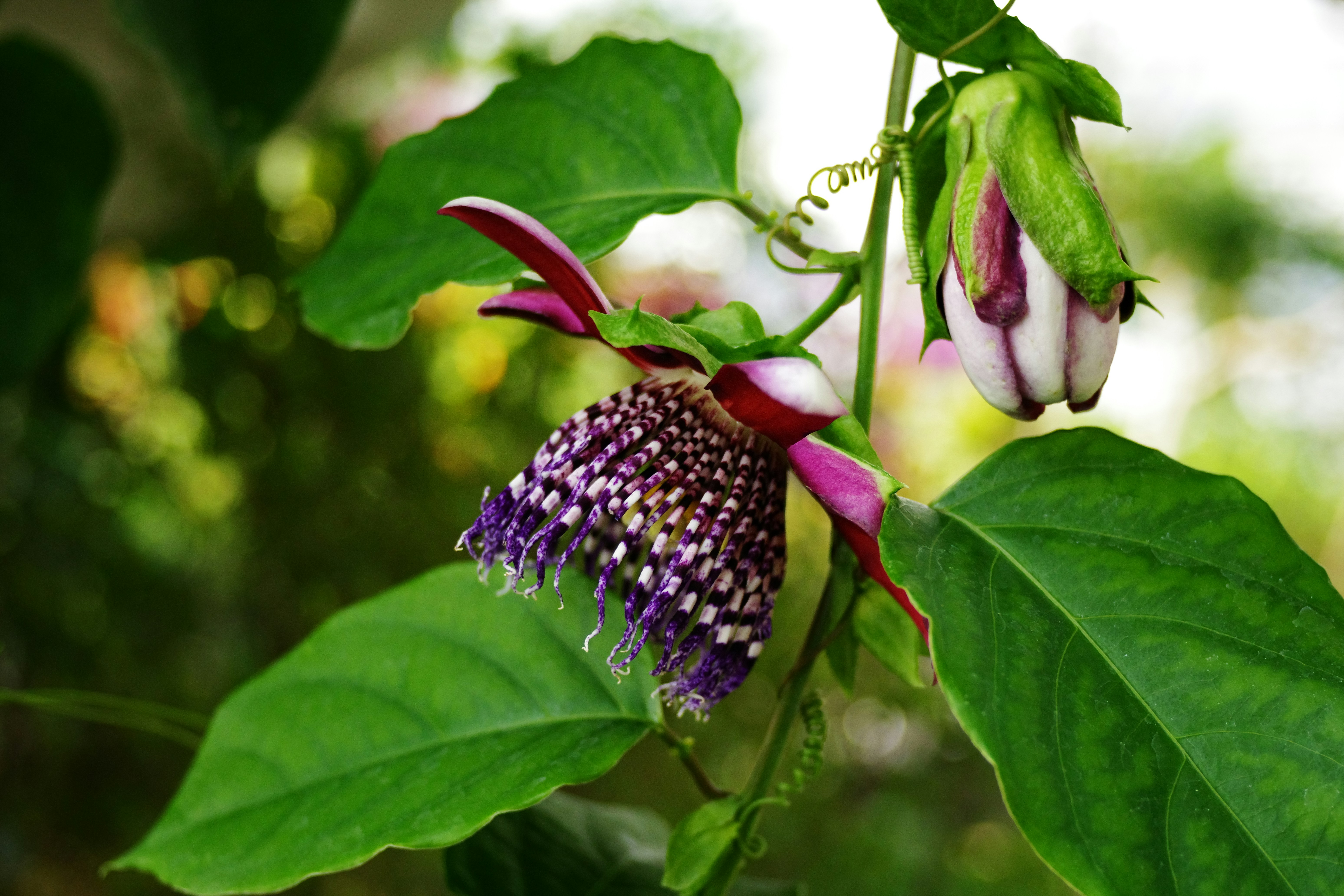 Purple passion flower blooms with vibrant leaves.