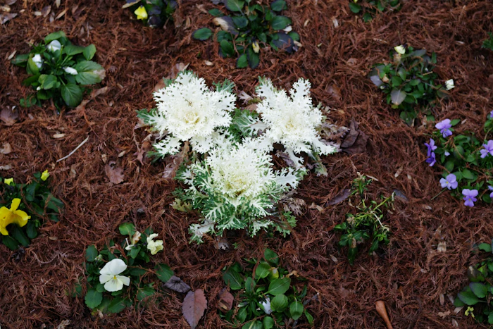 Fresh mulch bed edging spring flowers Oshtemo MI landscaping