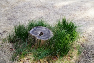 A tree stump surrounded by fresh green grass.