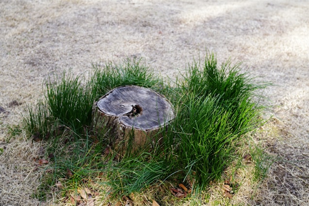 A tree stump surrounded by fresh green grass.