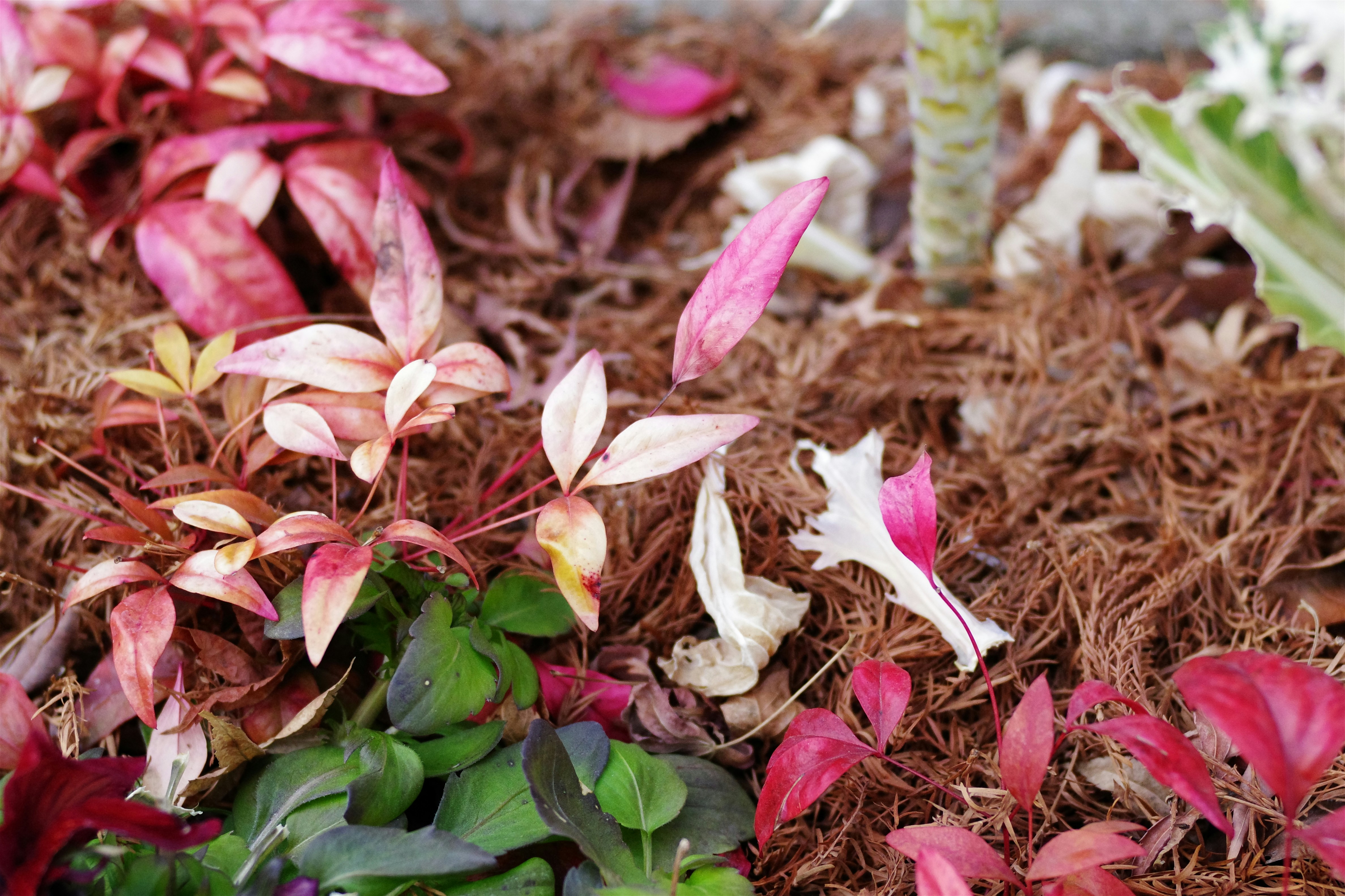 Colorful mulched flowerbed with red, pink, and green foliage