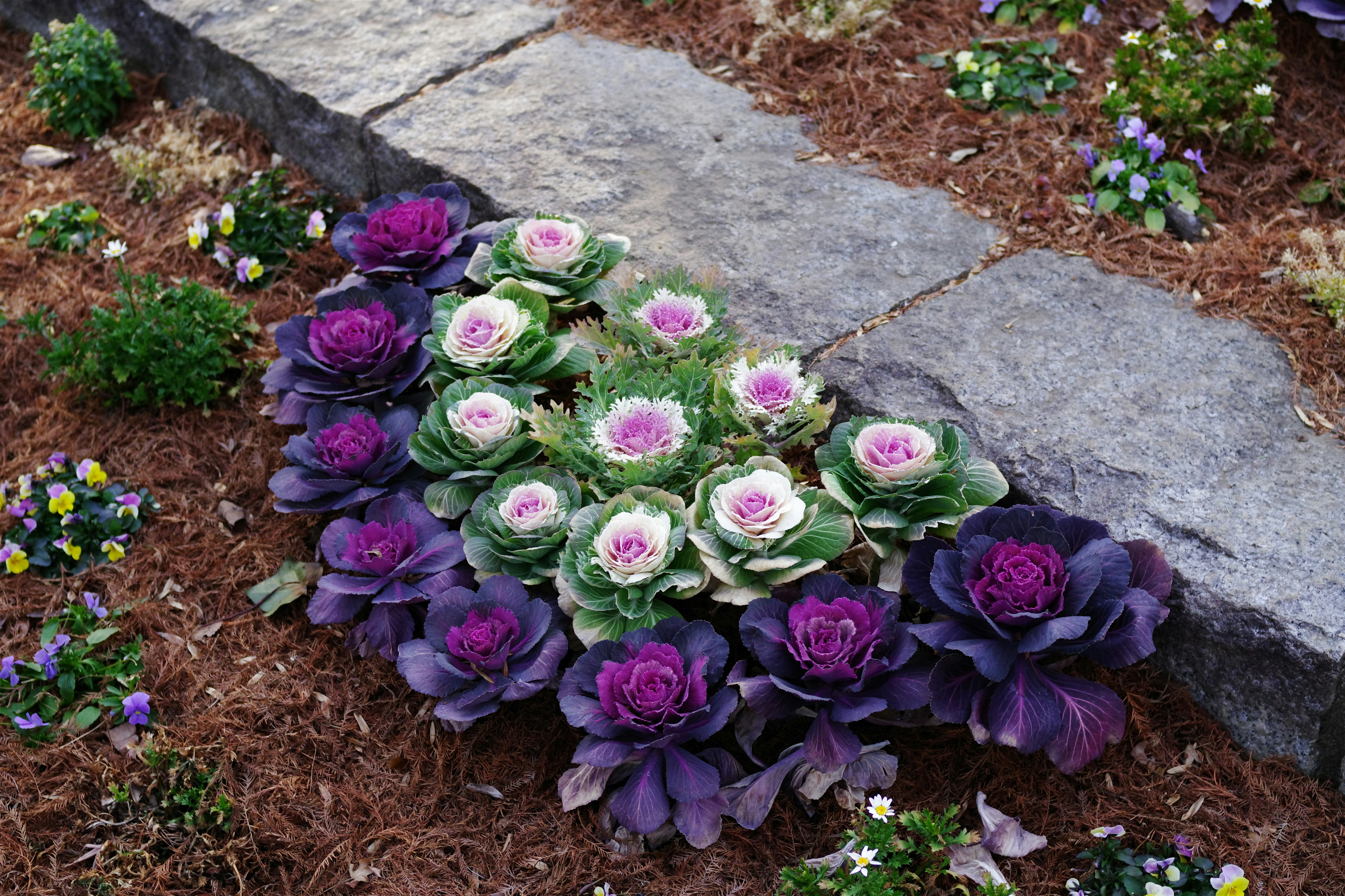Ornamental cabbages grow in a garden bed. photo – Free Flower Image on ...