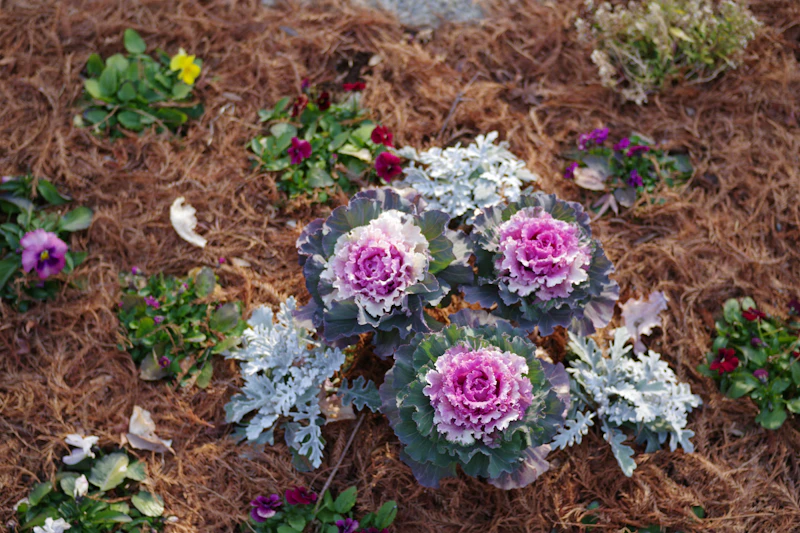 Mulch and flowers in a garden bed
