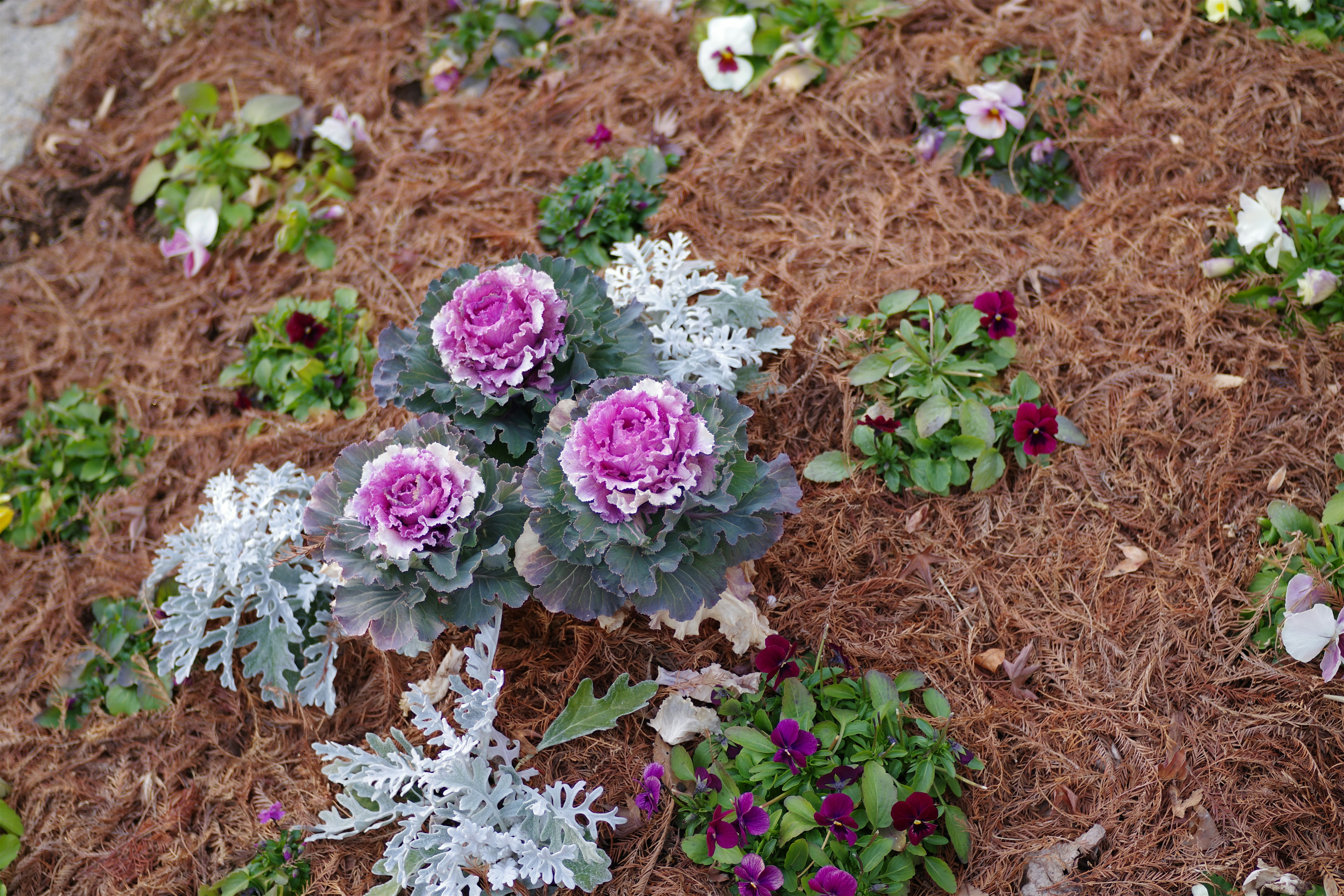 Landscape beds with mulch and plants