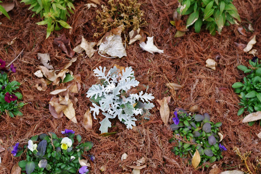 A freshly mulched garden bed with young plants.