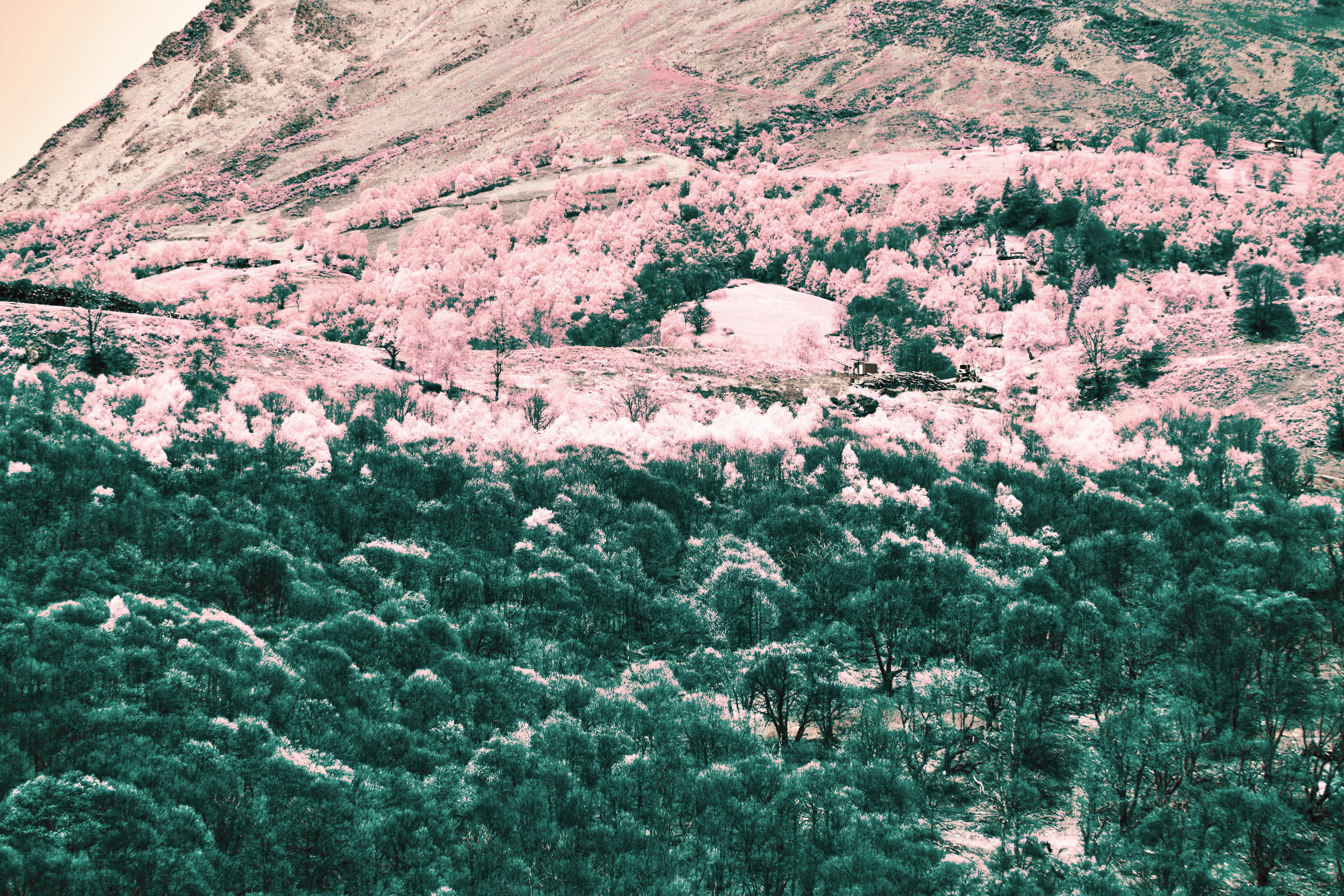 Photo by wolfgang_hasselmann