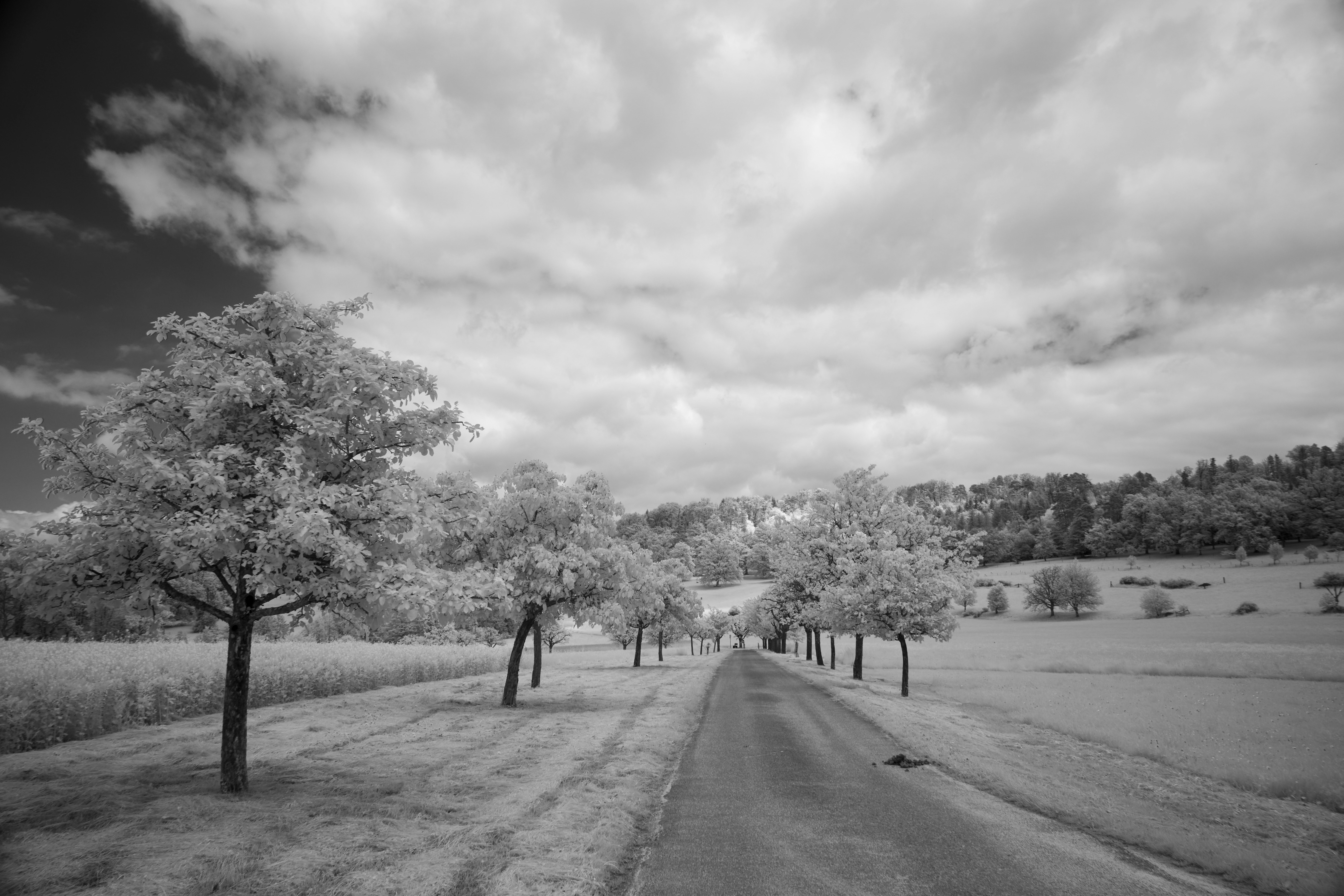 Photo by wolfgang_hasselmann