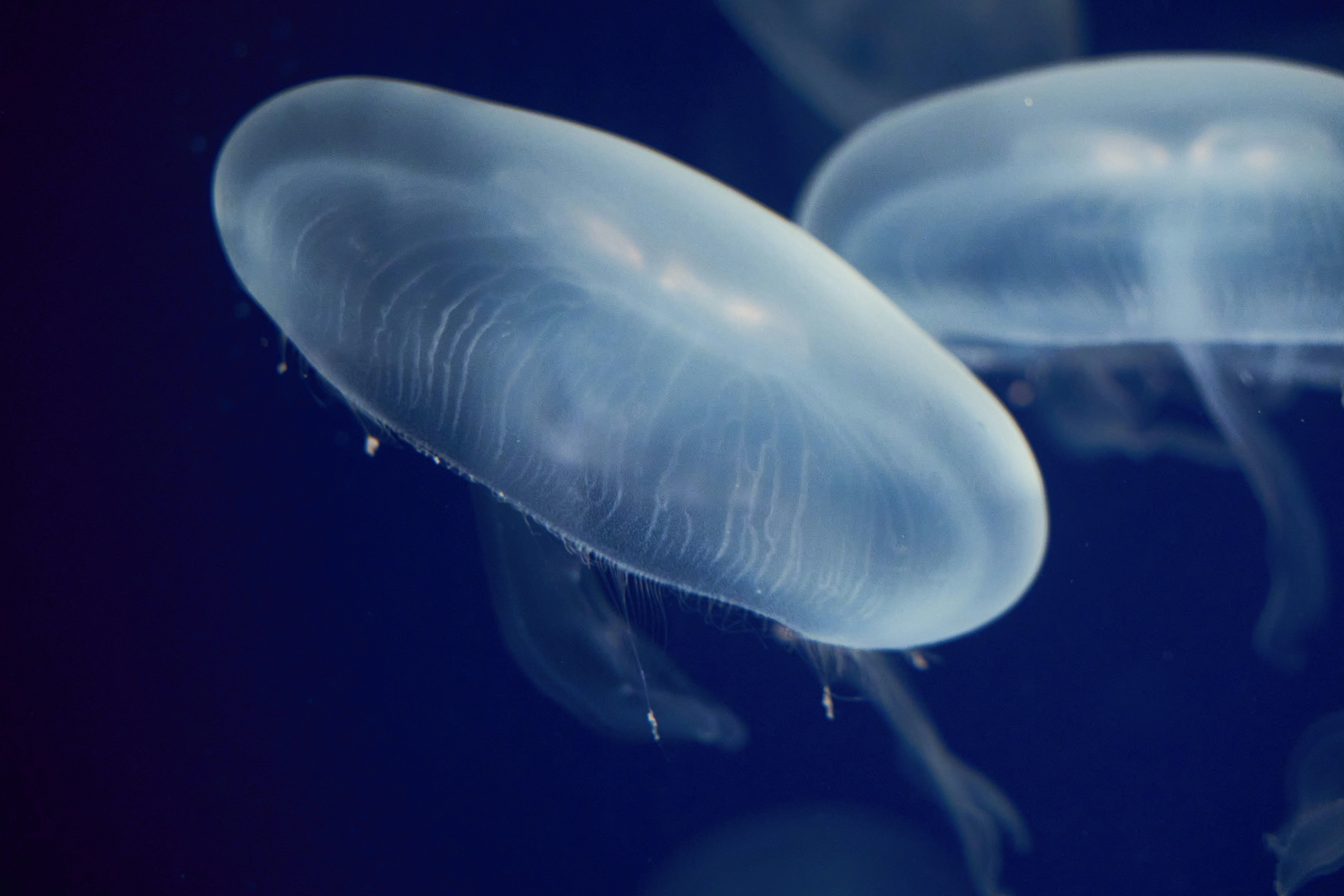 Photo by wolfgang_hasselmann