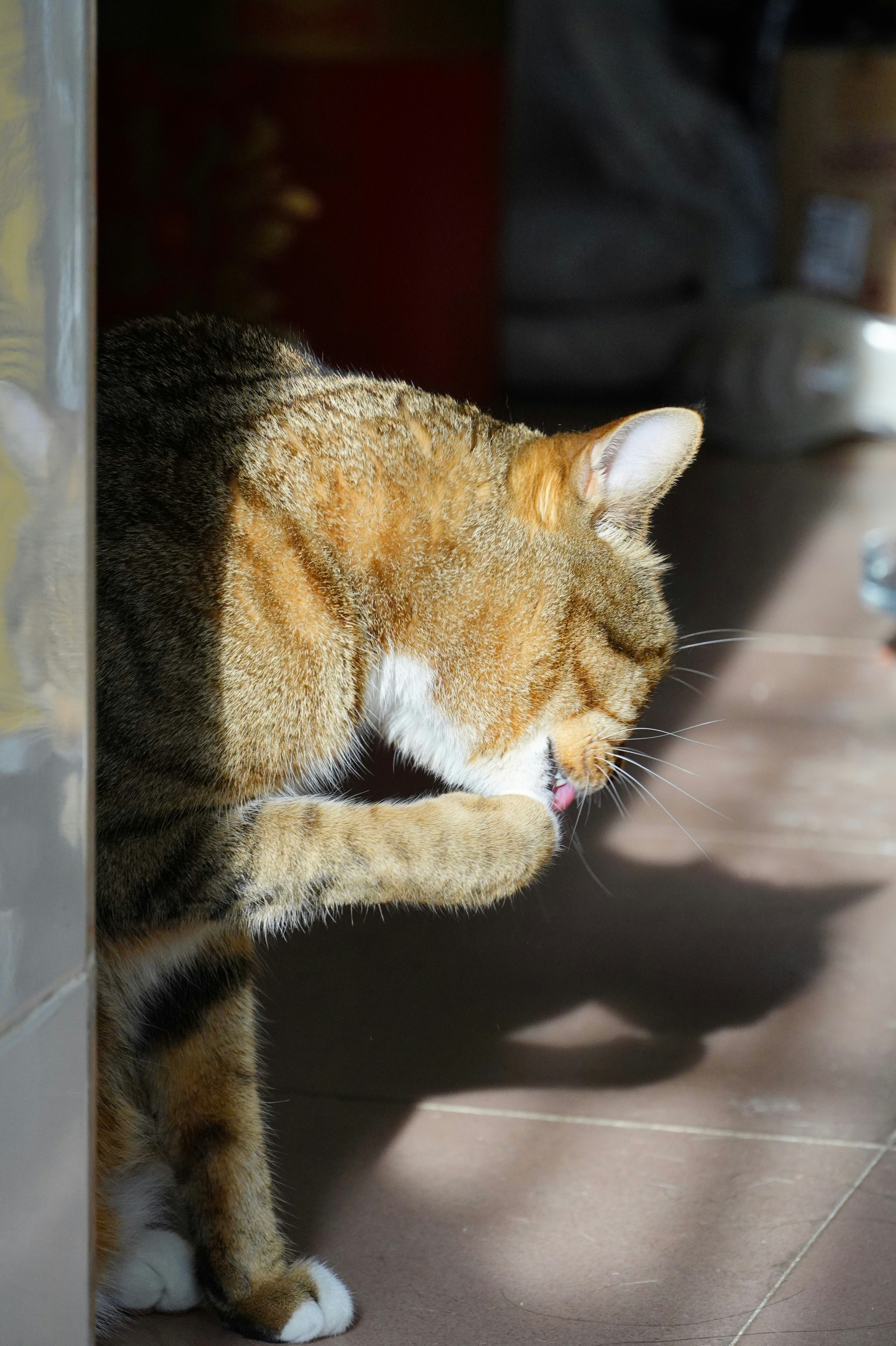 Introduce New Scents and Textures for Sensory Enrichment (image credits: unsplash)