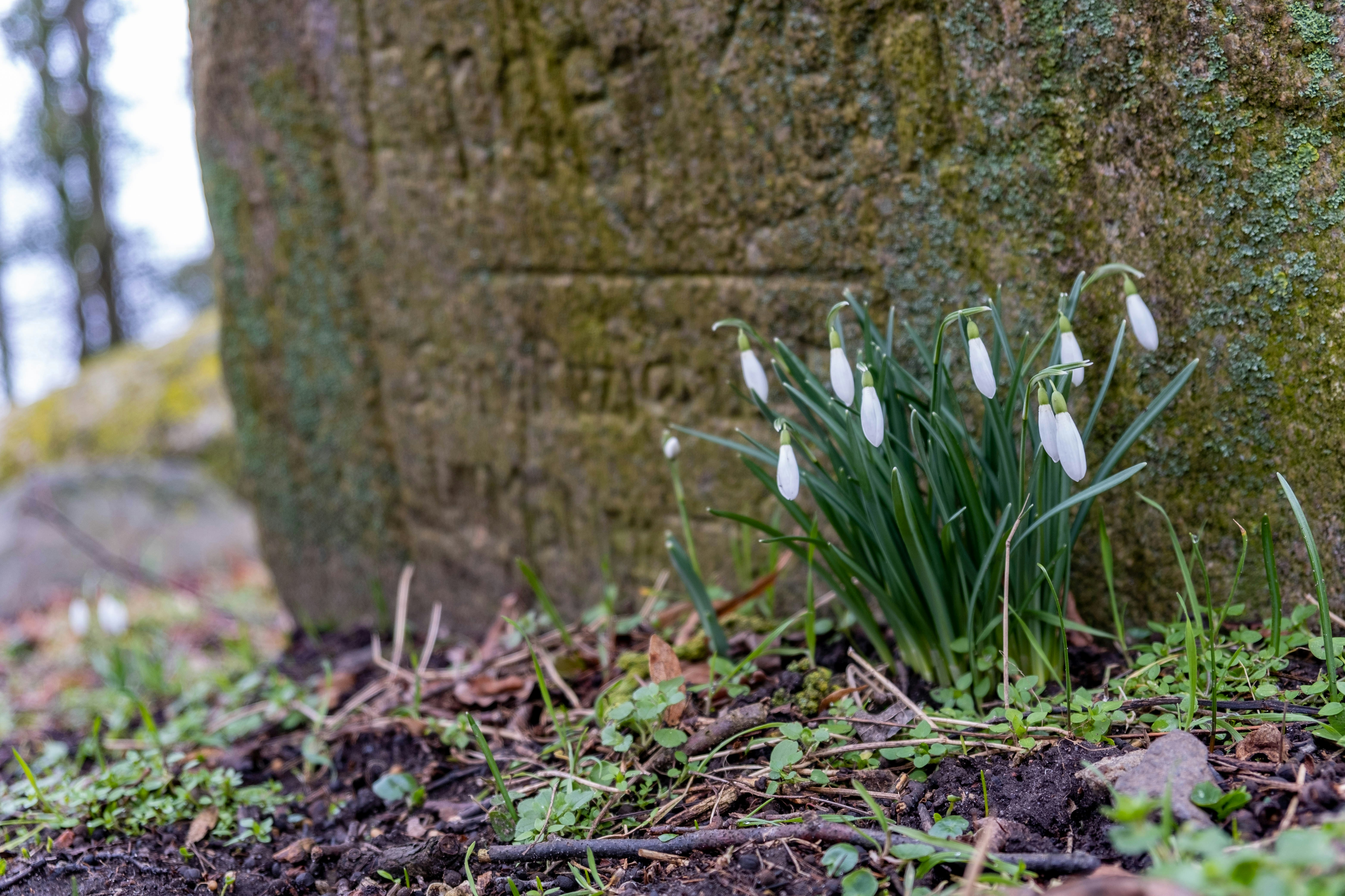 Snowdrops bloom near an old stone.