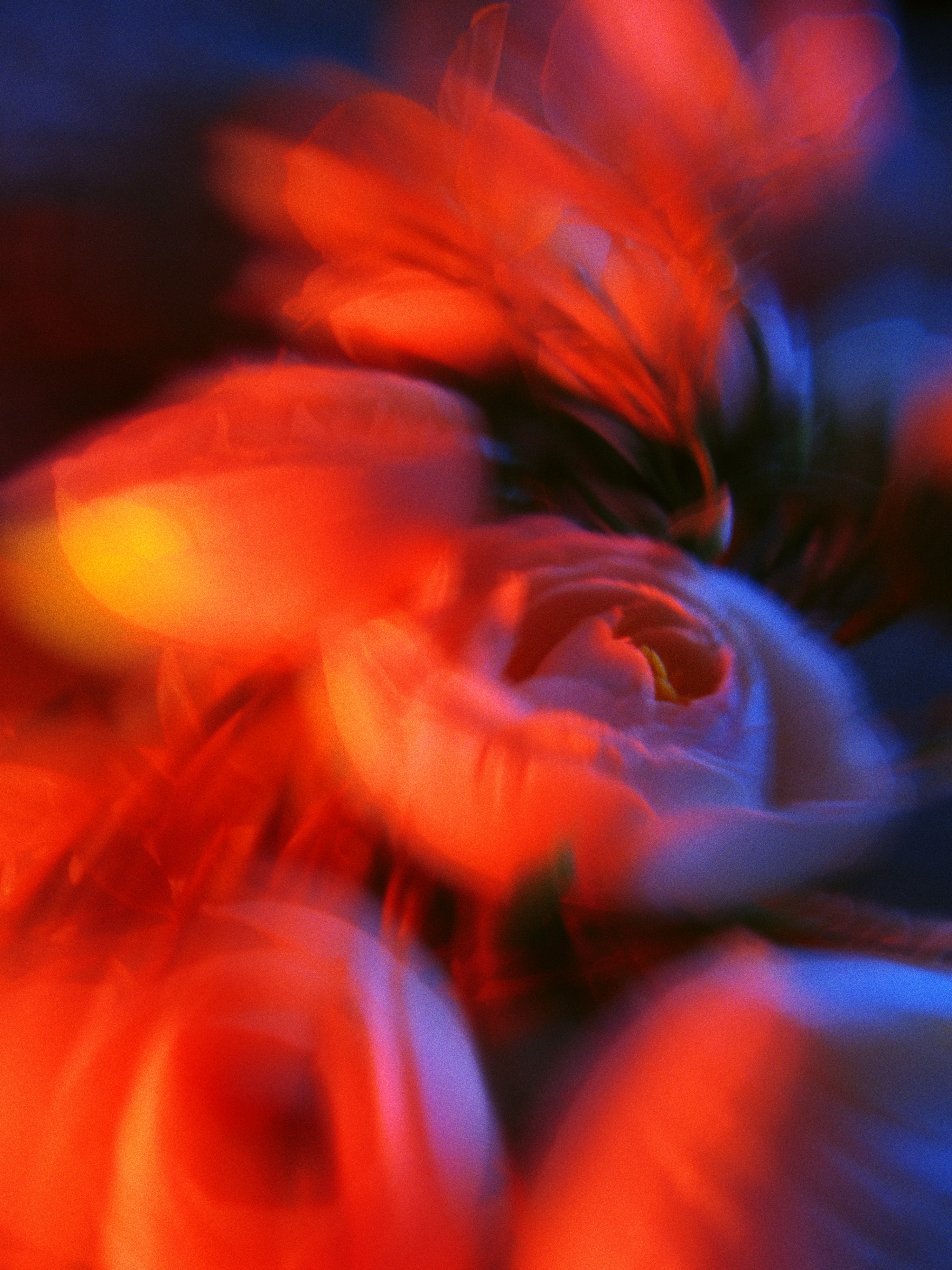 A blurry photo of a bunch of flowers