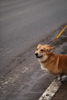 A small brown dog on a leash on a street