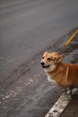 A small brown dog on a leash on a street
