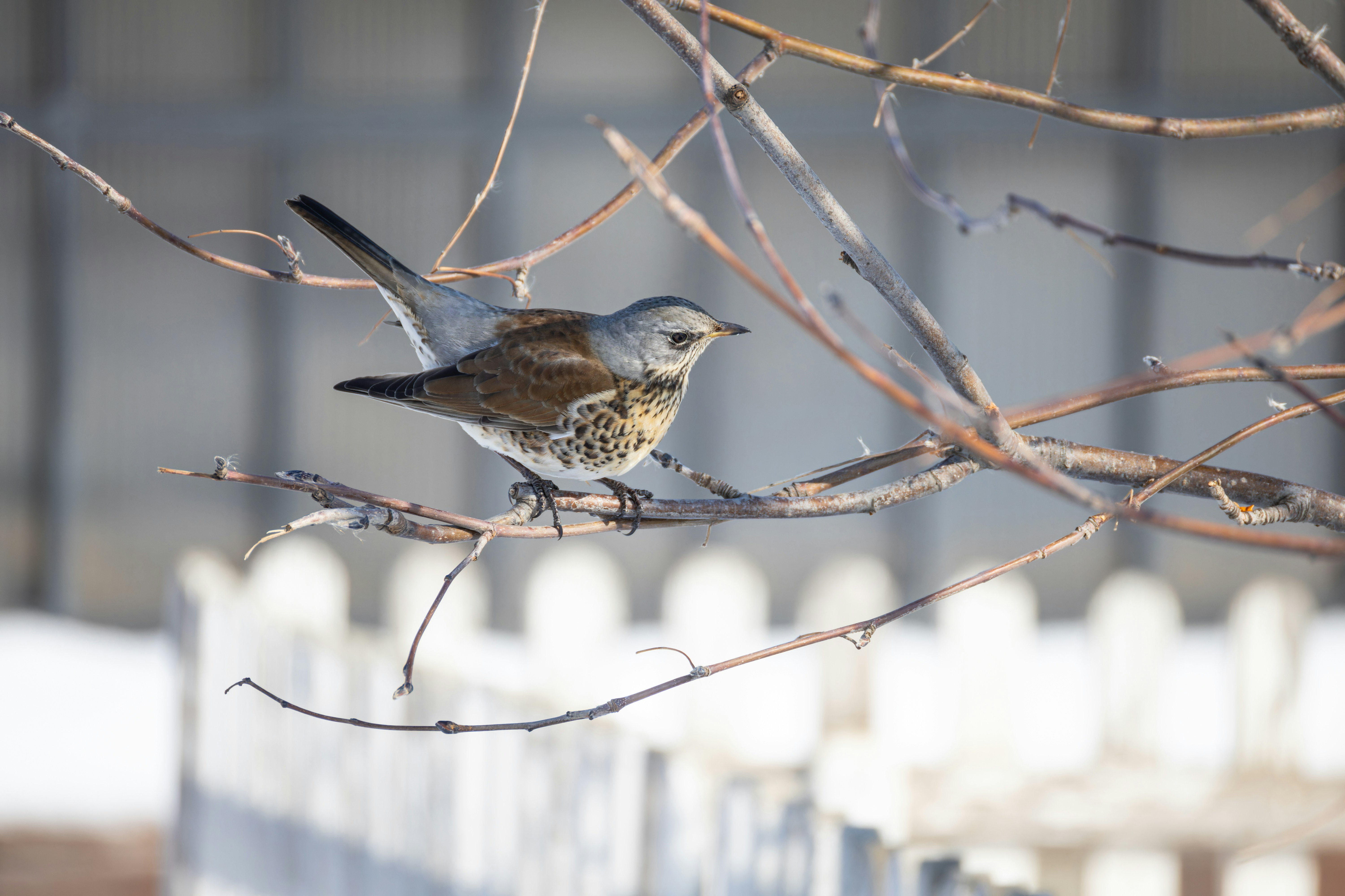 A bird perches on a branch near a fence.