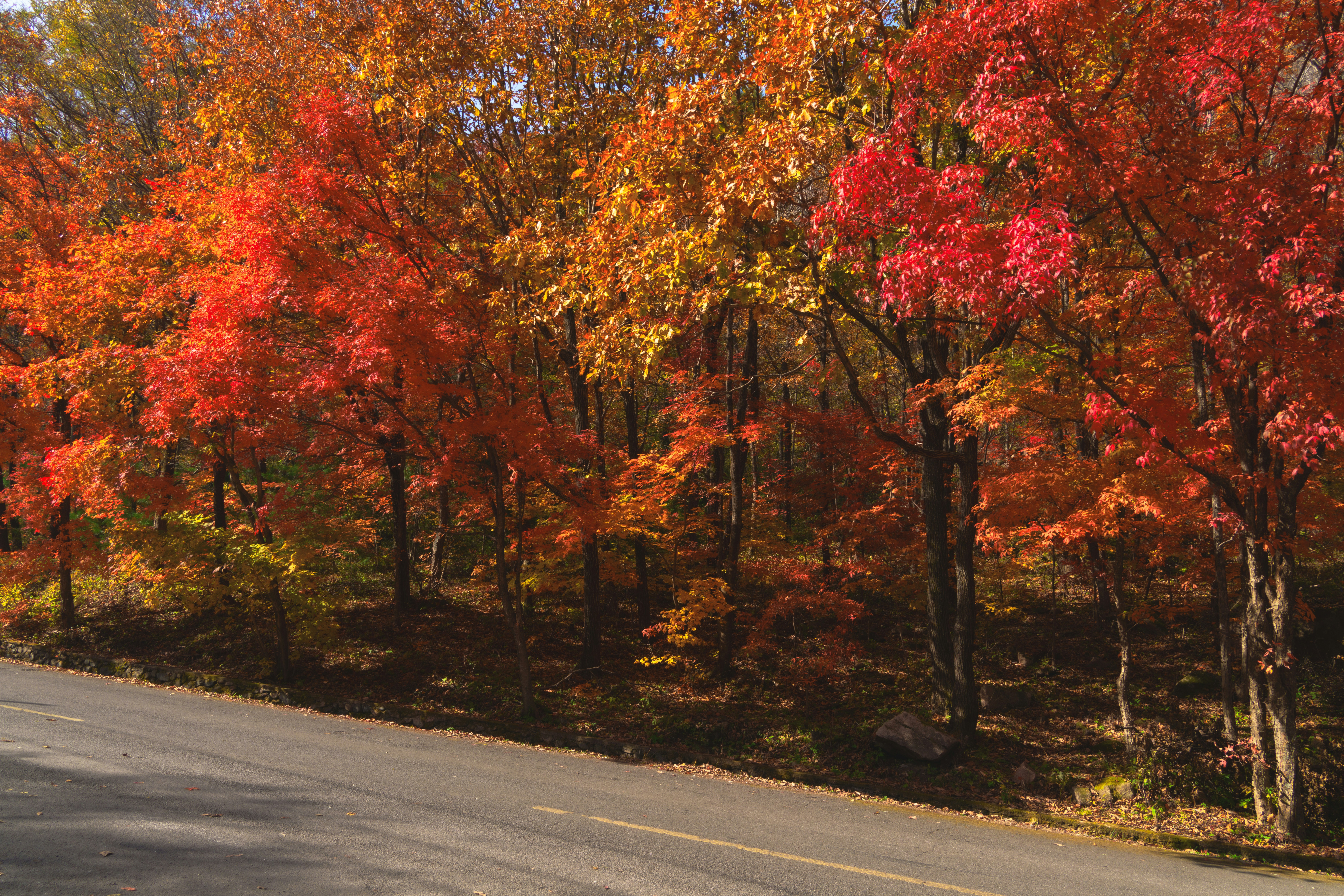 Autumn foliage shows off its vibrant colors.